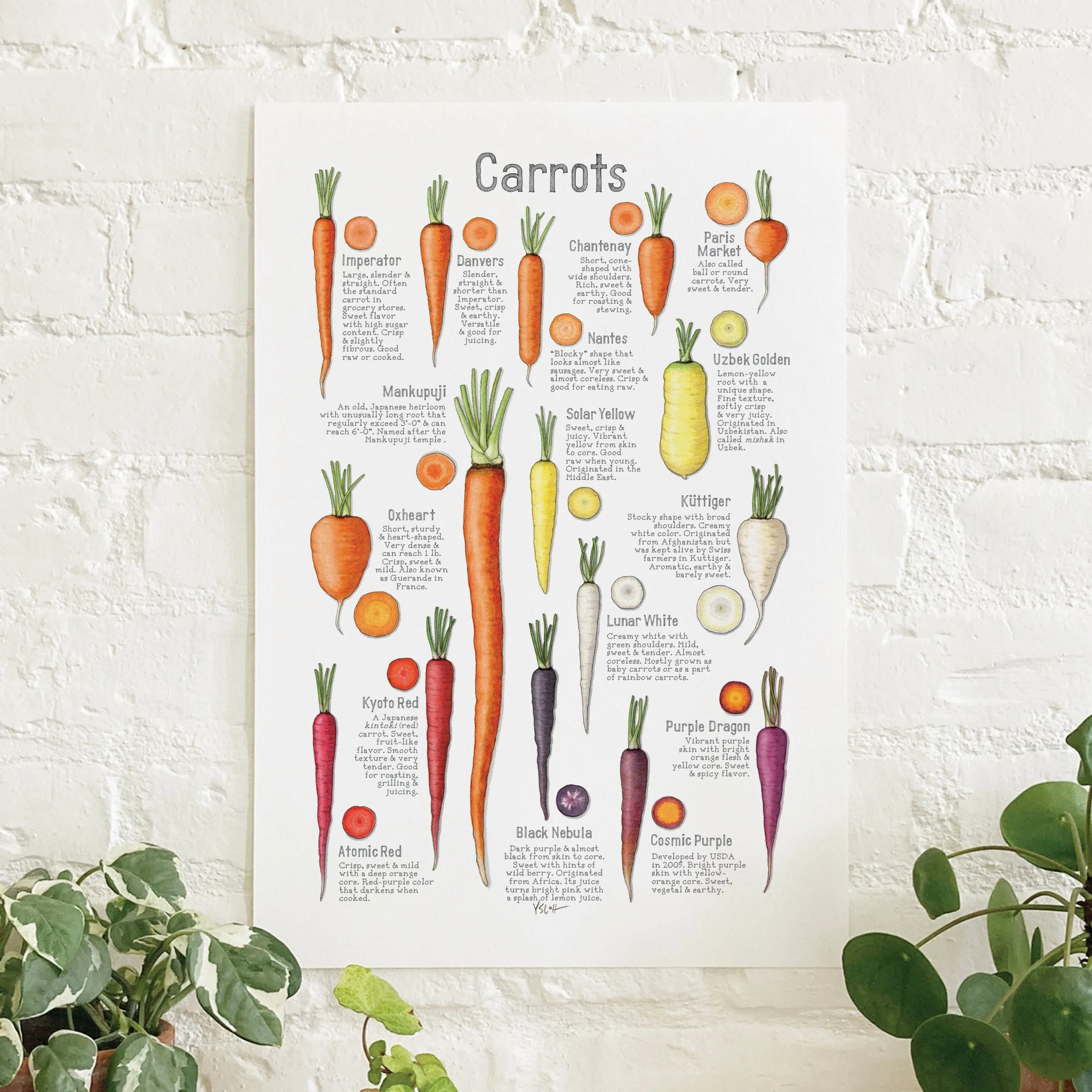 Shop_Poster_13x19_Carrots.jpg