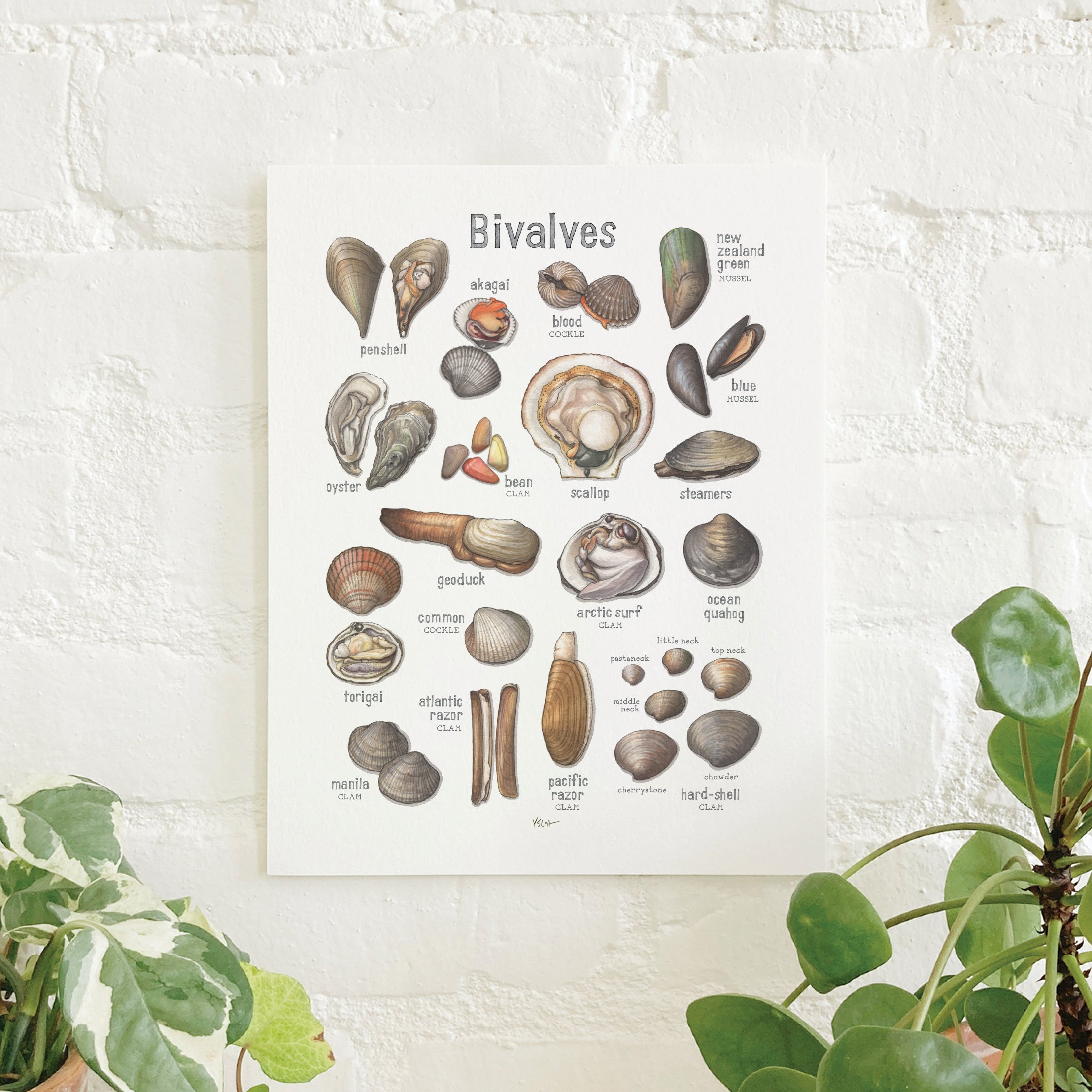 Shop_Prints_8.5x11_Bivalves.jpg
