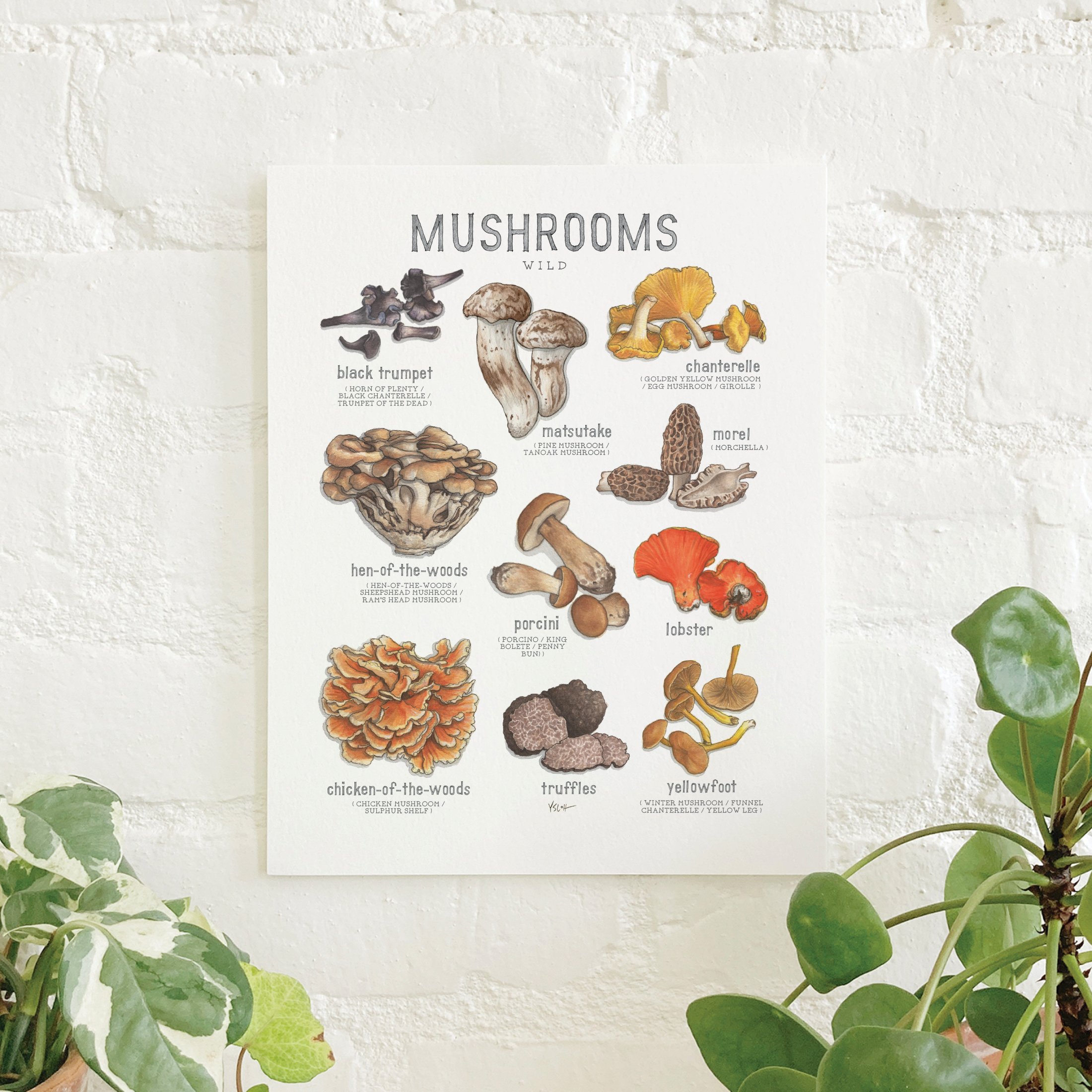 Shop_Prints_8.5x11_Mushrooms4.jpg