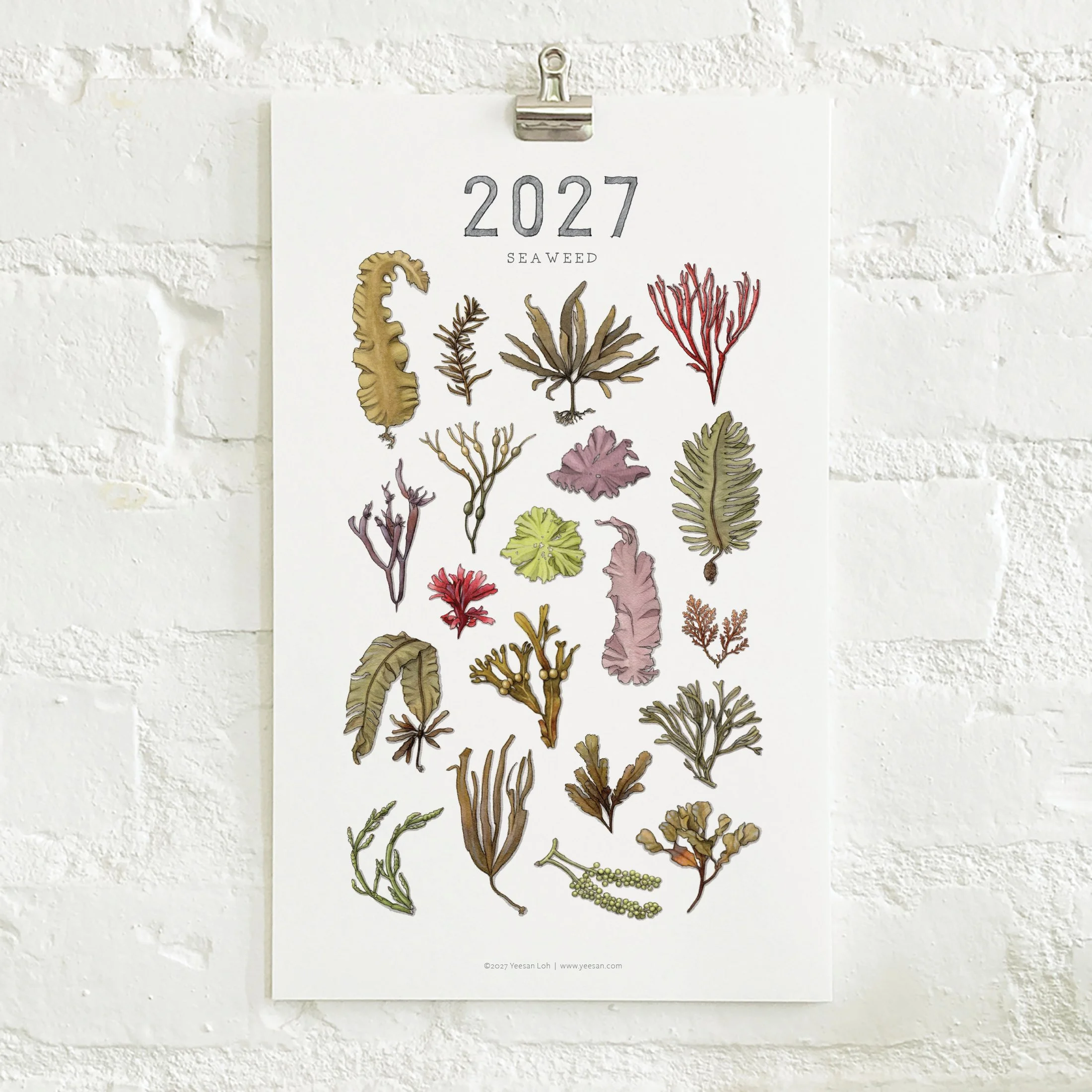 2027_shop_CAL_Seaweed2.jpg