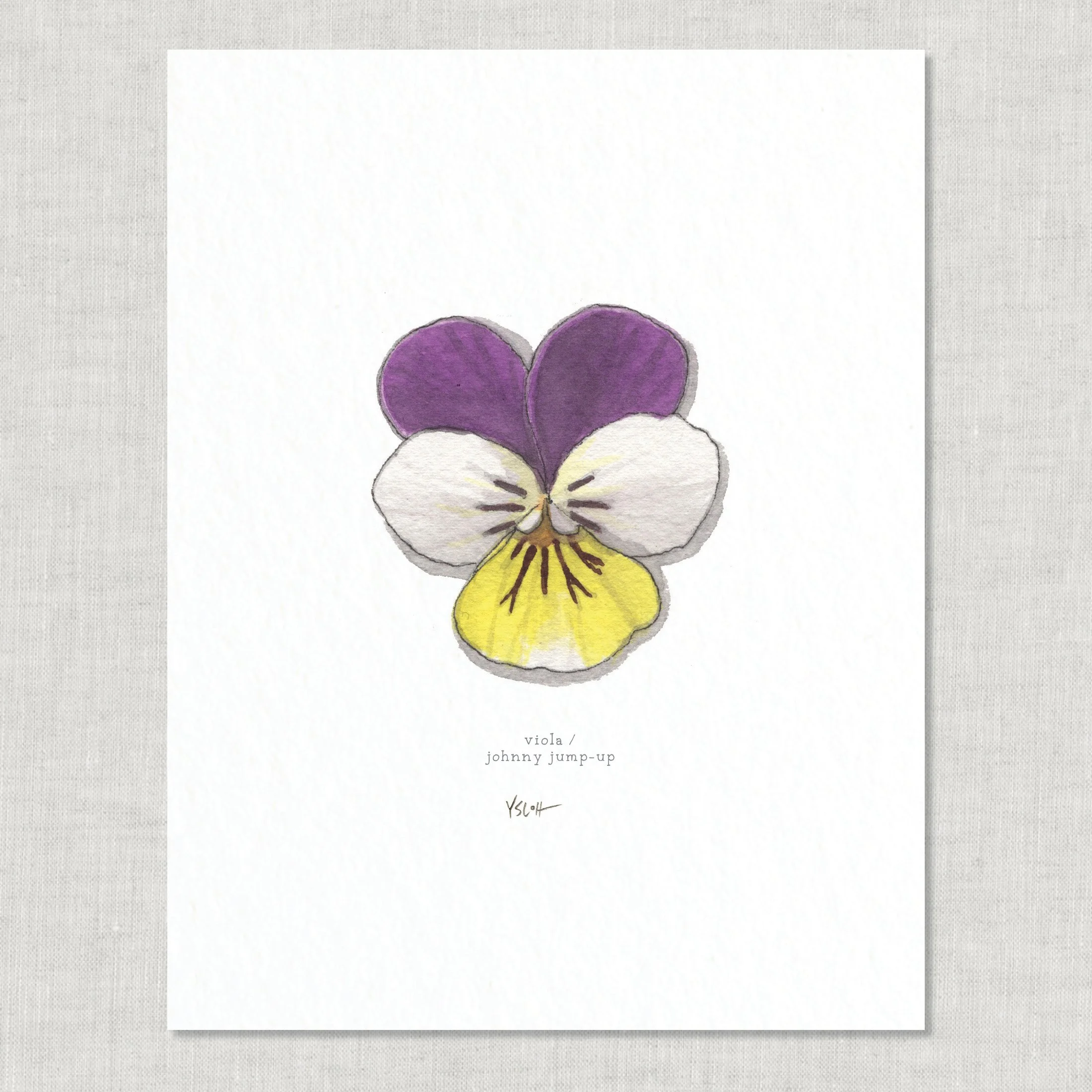 Shop_8.5x11_print_Edible Flowers17.jpg