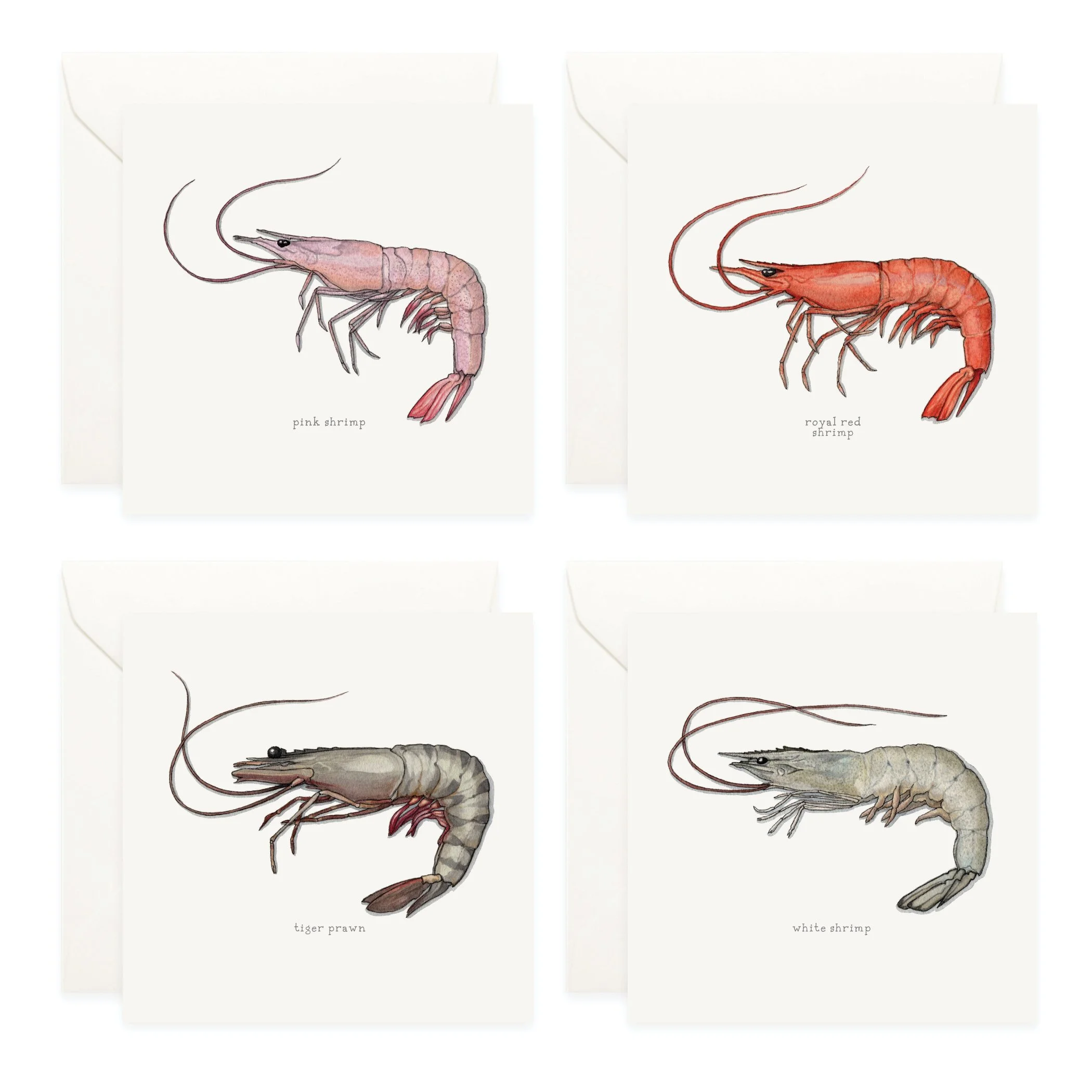 Shop_Box Set_Shrimp & Prawn4.jpg