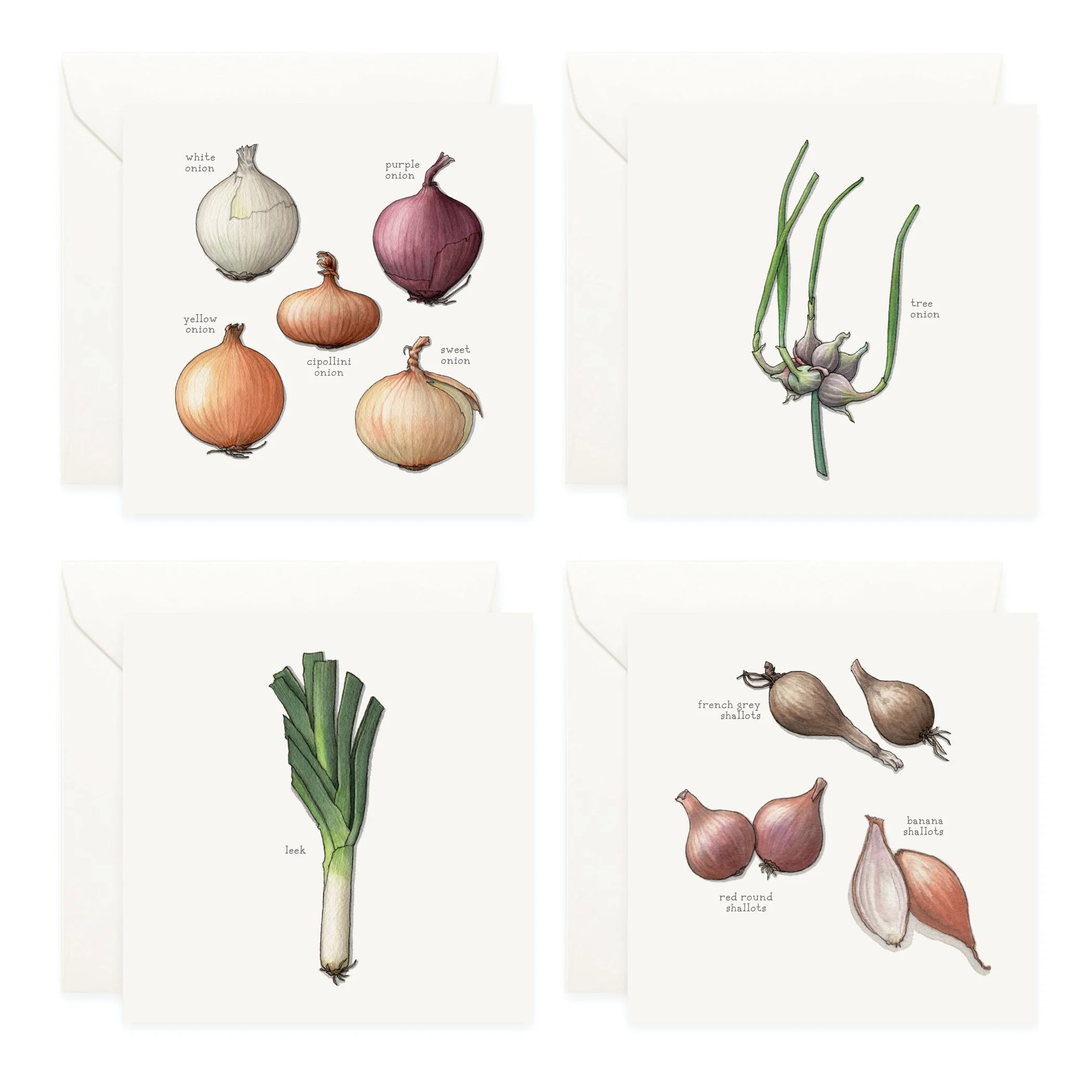 Shop_Box Set_Alliums3.jpg