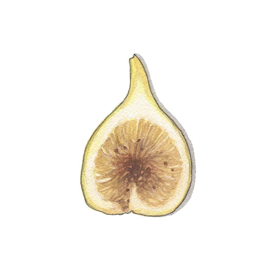 Yellow Longneck Fig