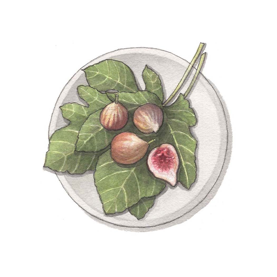 Figs & Leaves.jpg