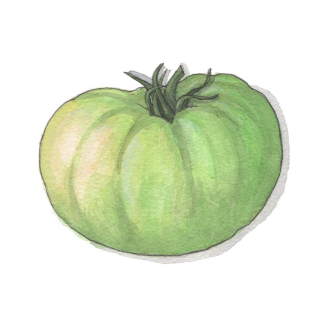 Green Beefsteak Tomato
