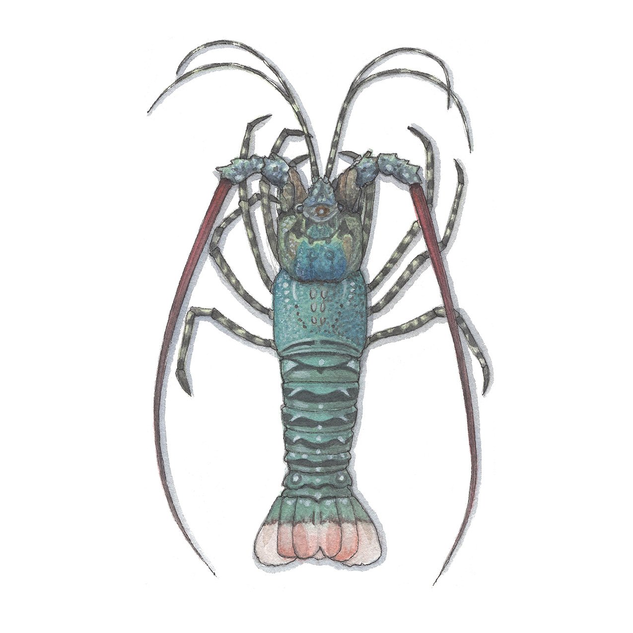 Australian Spiny Lobster