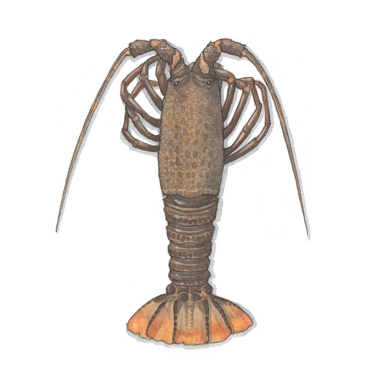 South African Spiny Lobster