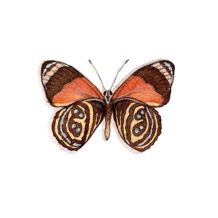 Figure-of-Eight Butterfly