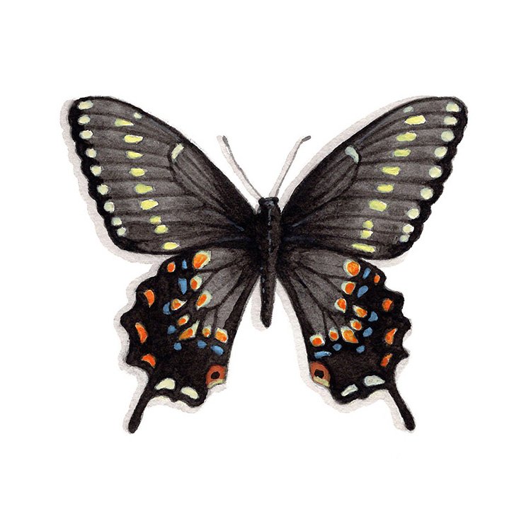 Kahli Butterfly