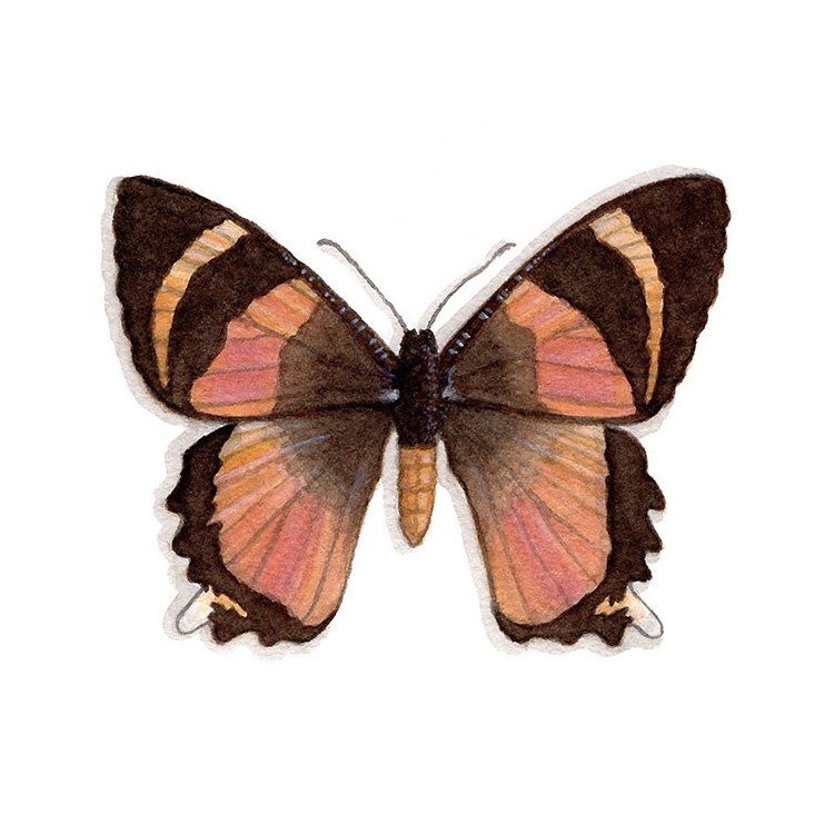 Zodiac Moth