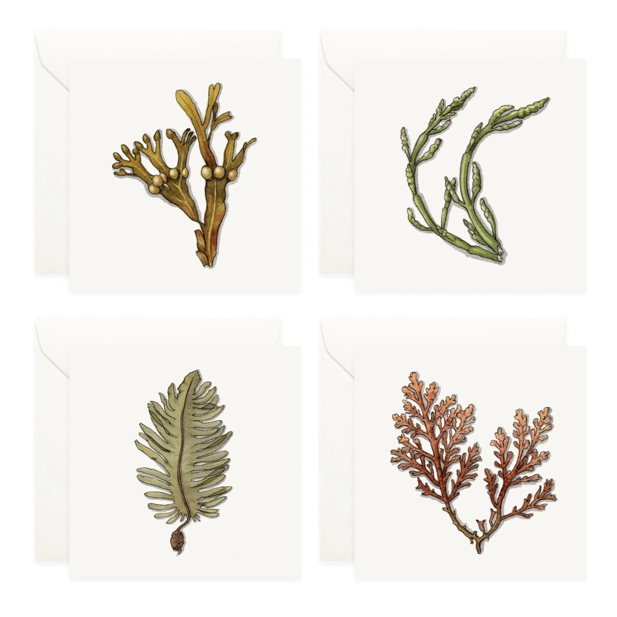 Shop_Seaweed_Mini Cards3.jpg