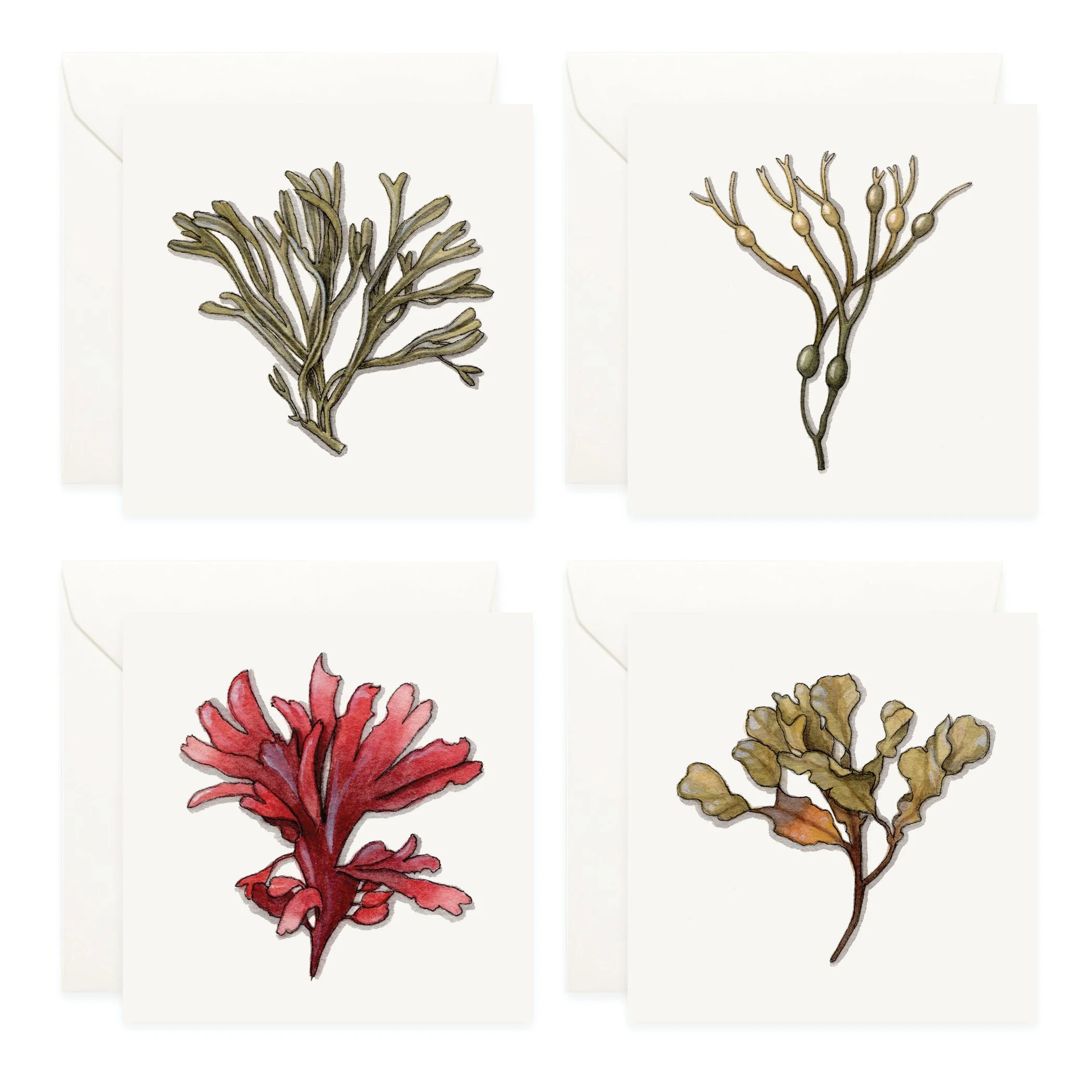 Shop_Seaweed_Mini Cards2.jpg
