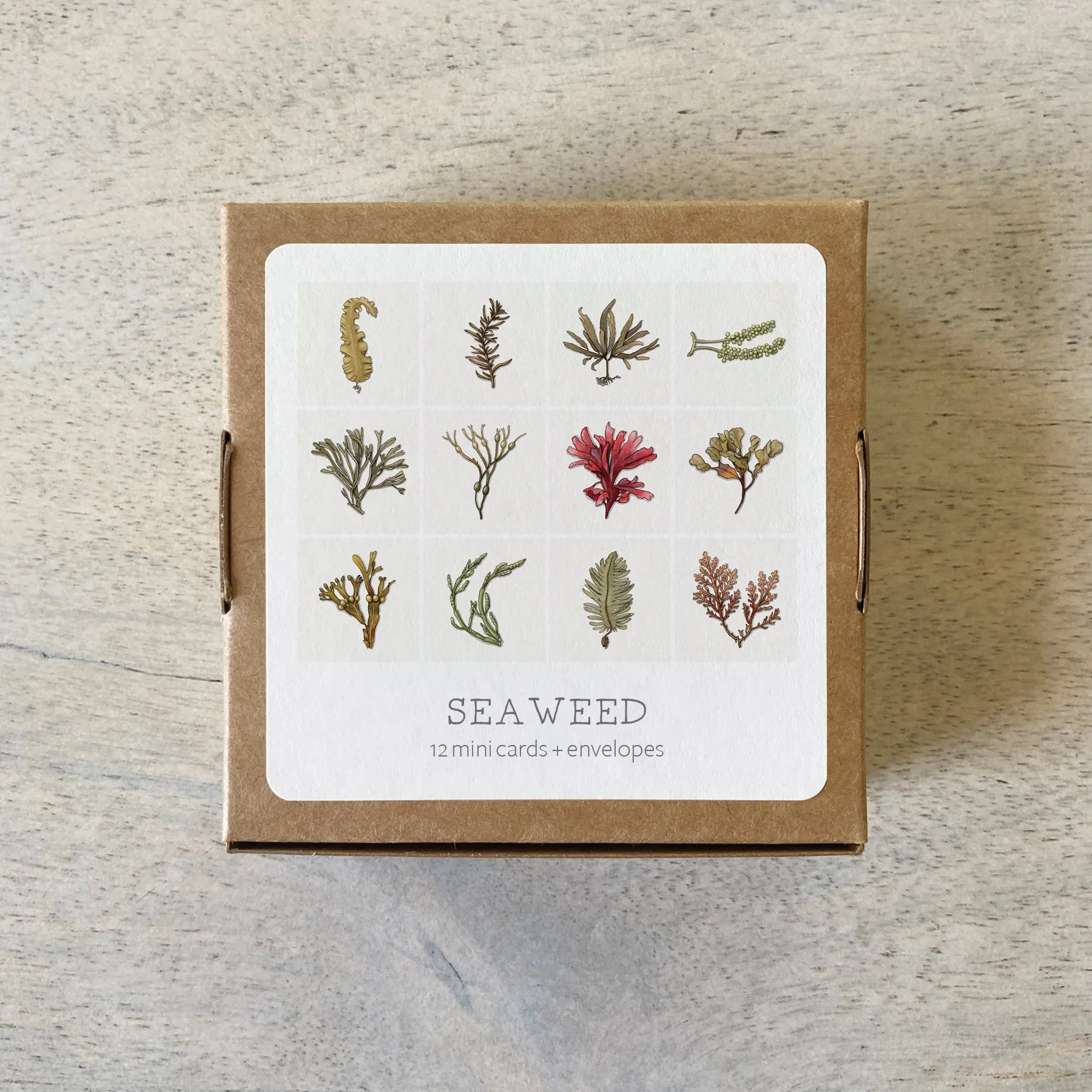 Seaweed_Mini Cards_back.jpg