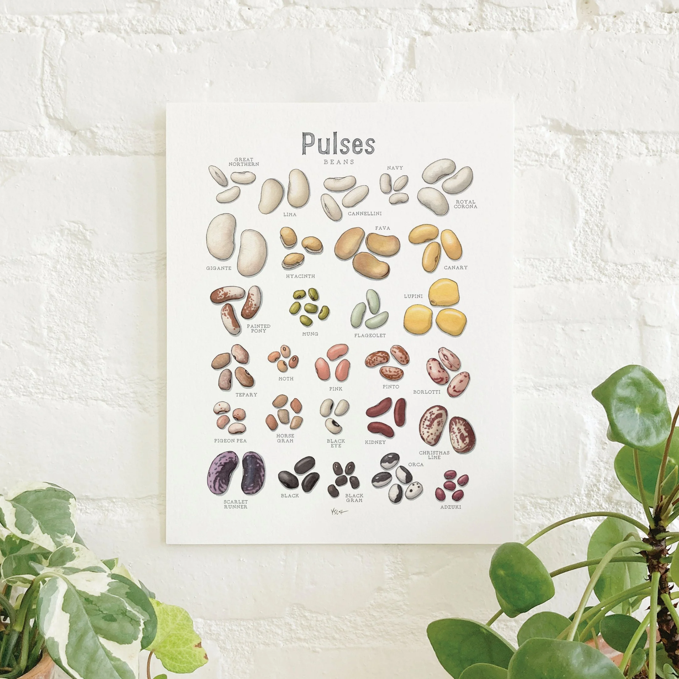Shop_Prints_8.5x11_Pulses.jpg