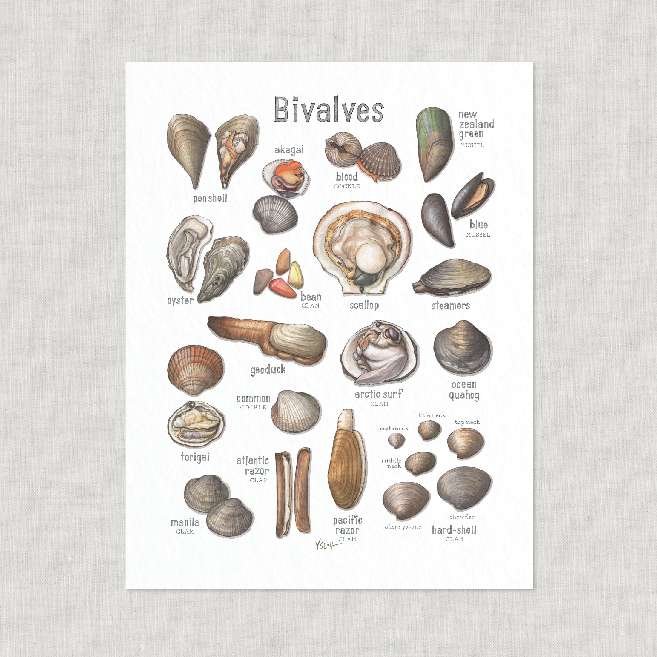 Shop_Prints_8.5x11_Bivalves3.jpg