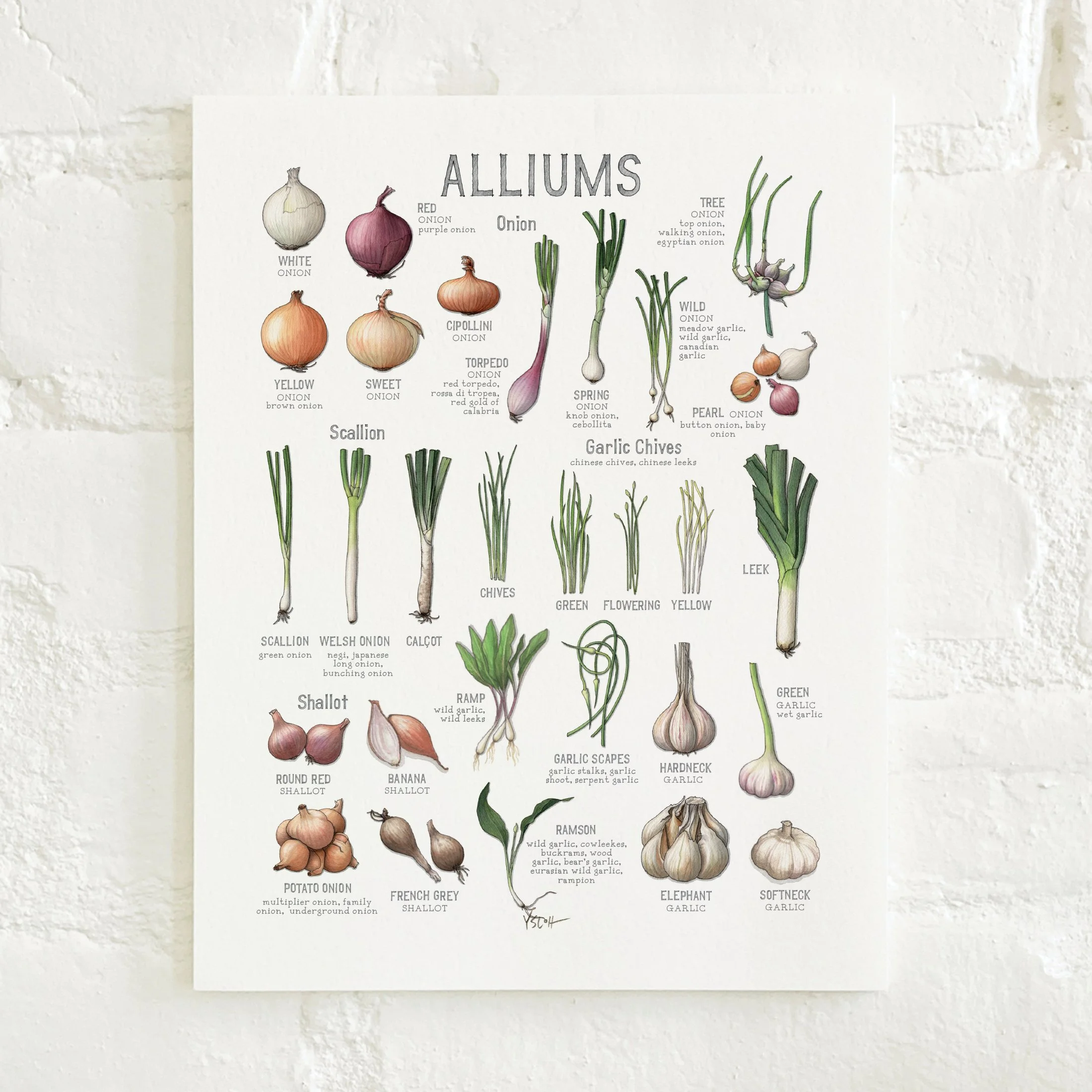 Shop_Prints_8.5x11_Alliums2.jpg