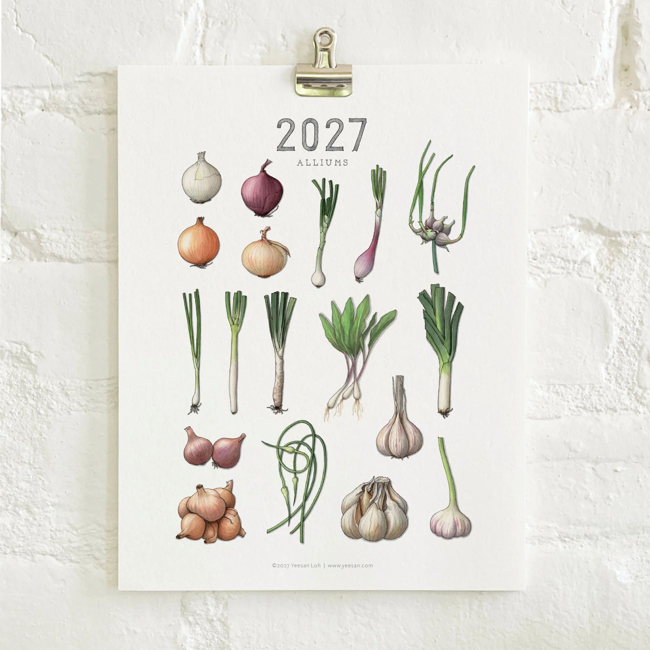 2027_shop_CAL_Alliums6.jpg