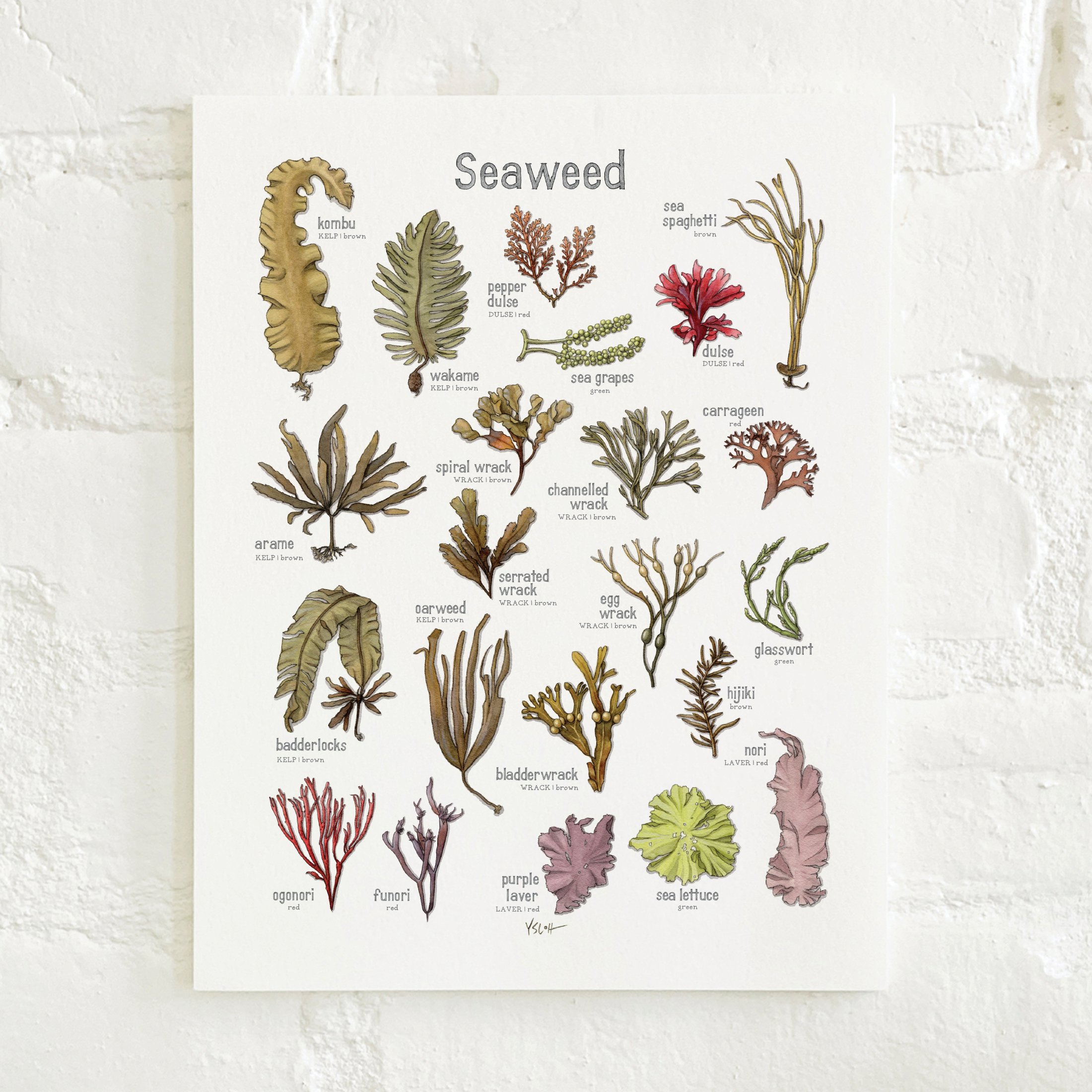 Shop_Prints_8.5x11_Seaweed2.jpg