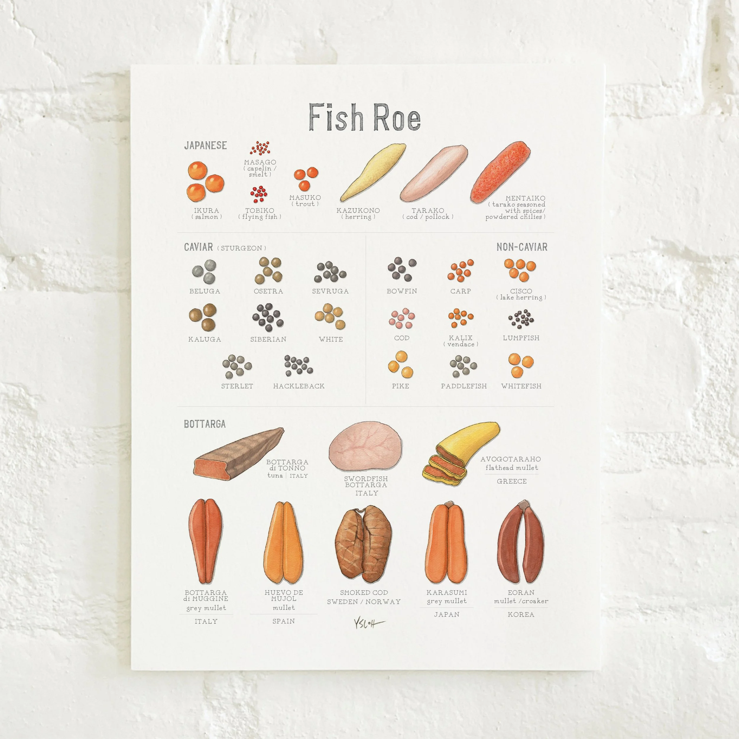 Shop_Prints_8.5x11_Fish Roe2.jpg