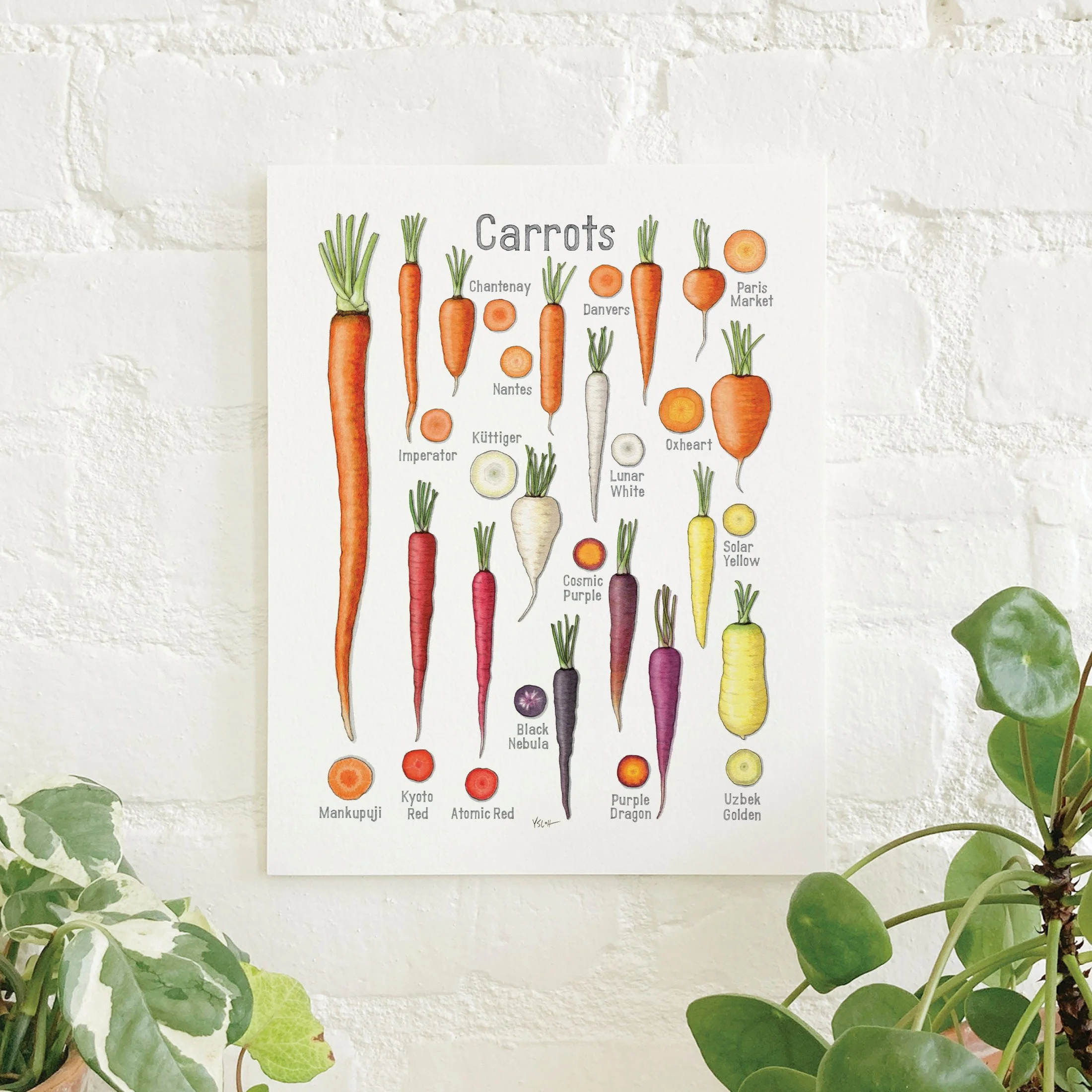 Shop_Prints_8.5x11_Carrots.jpg