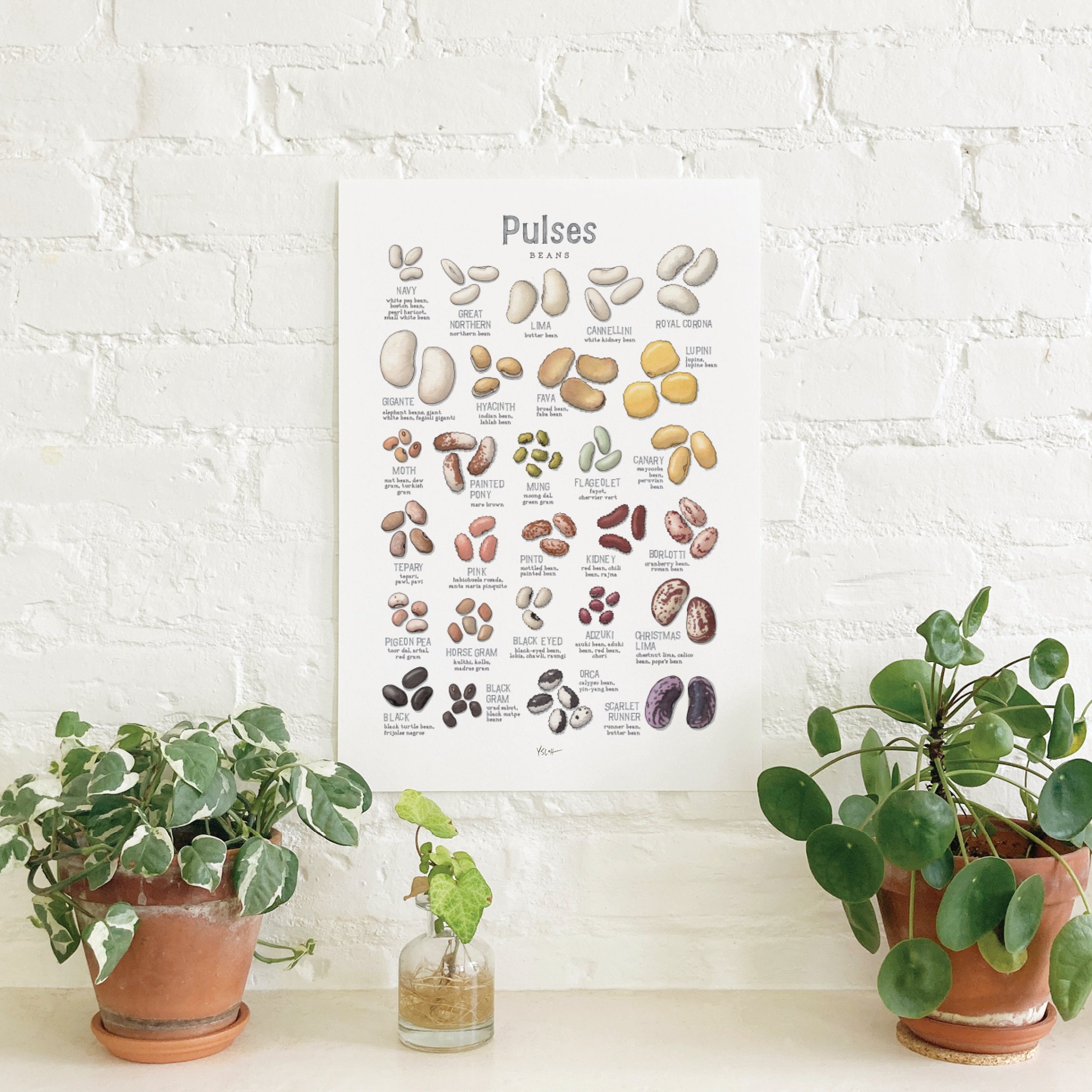 Shop_Poster_13x19_Pulses2.jpg