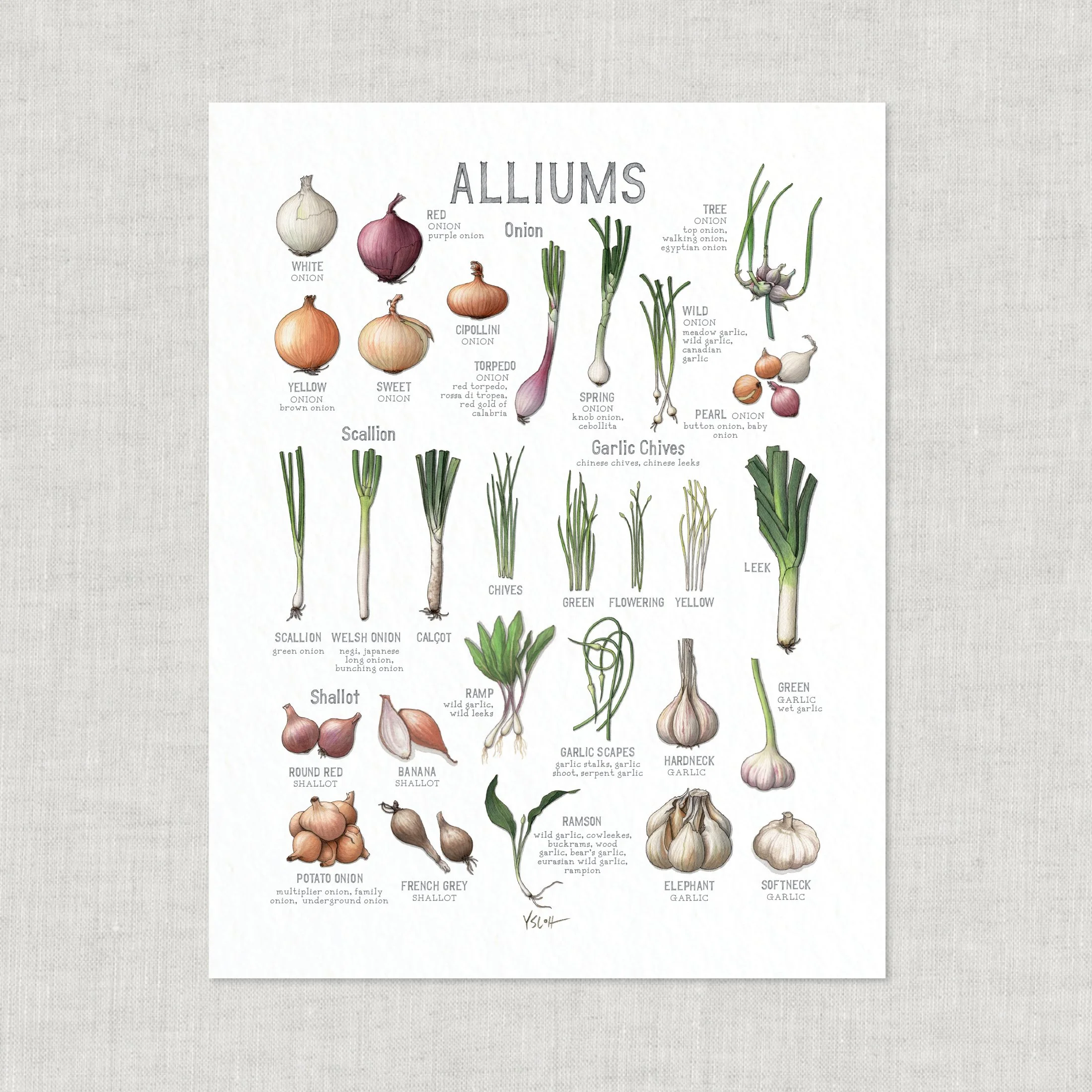 Shop_Prints_8.5x11_Alliums3.jpg