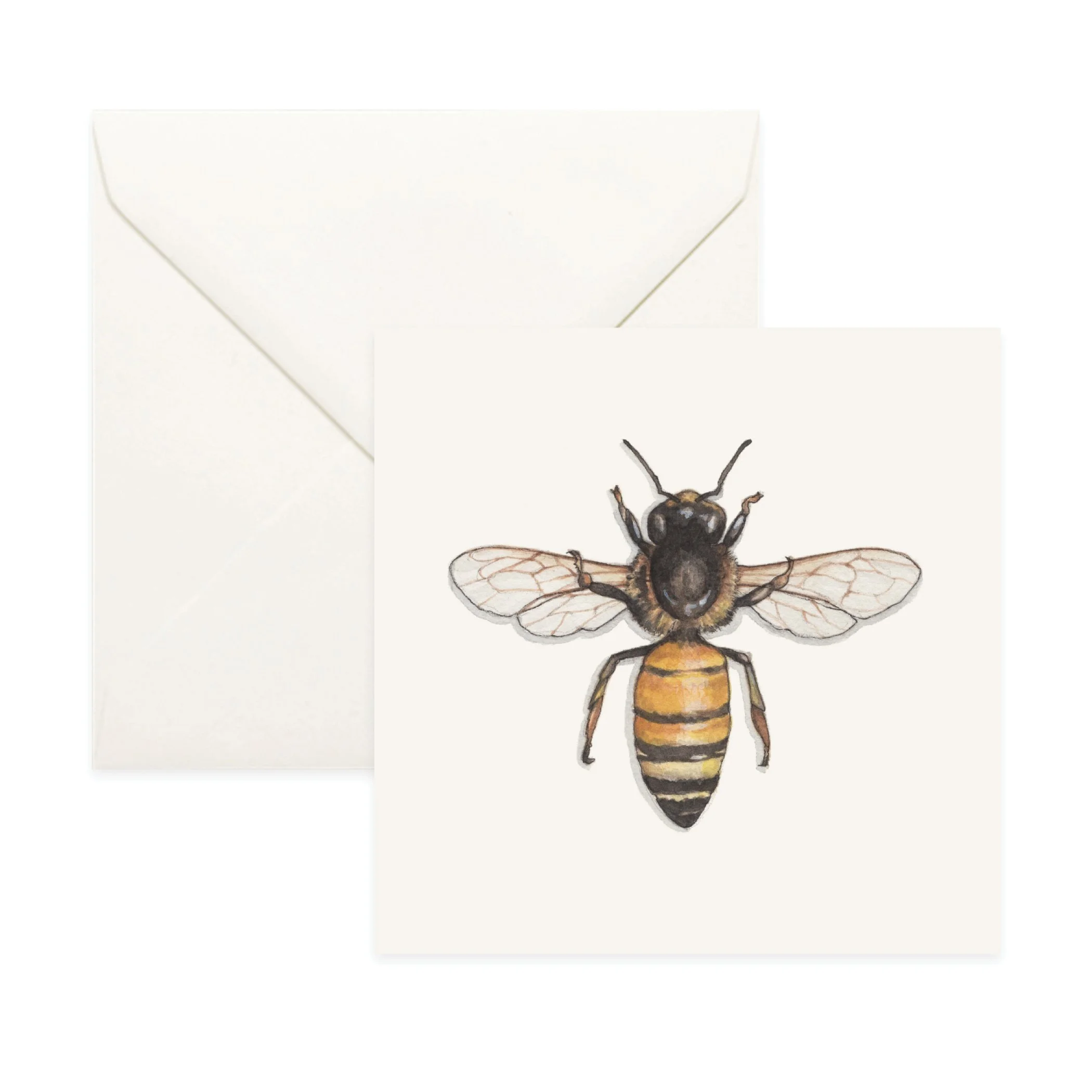 Shop_Box Set_HoneyBee3.jpg