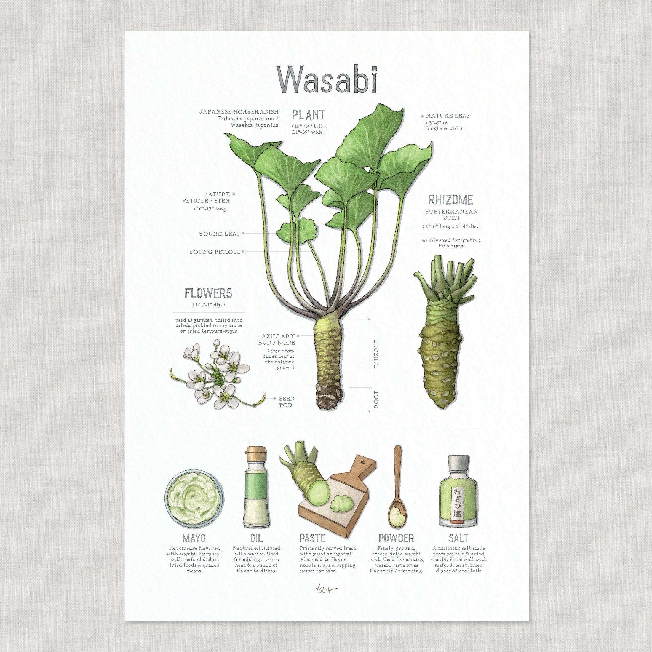 Shop_Poster_13x19_Wasabi3.jpg