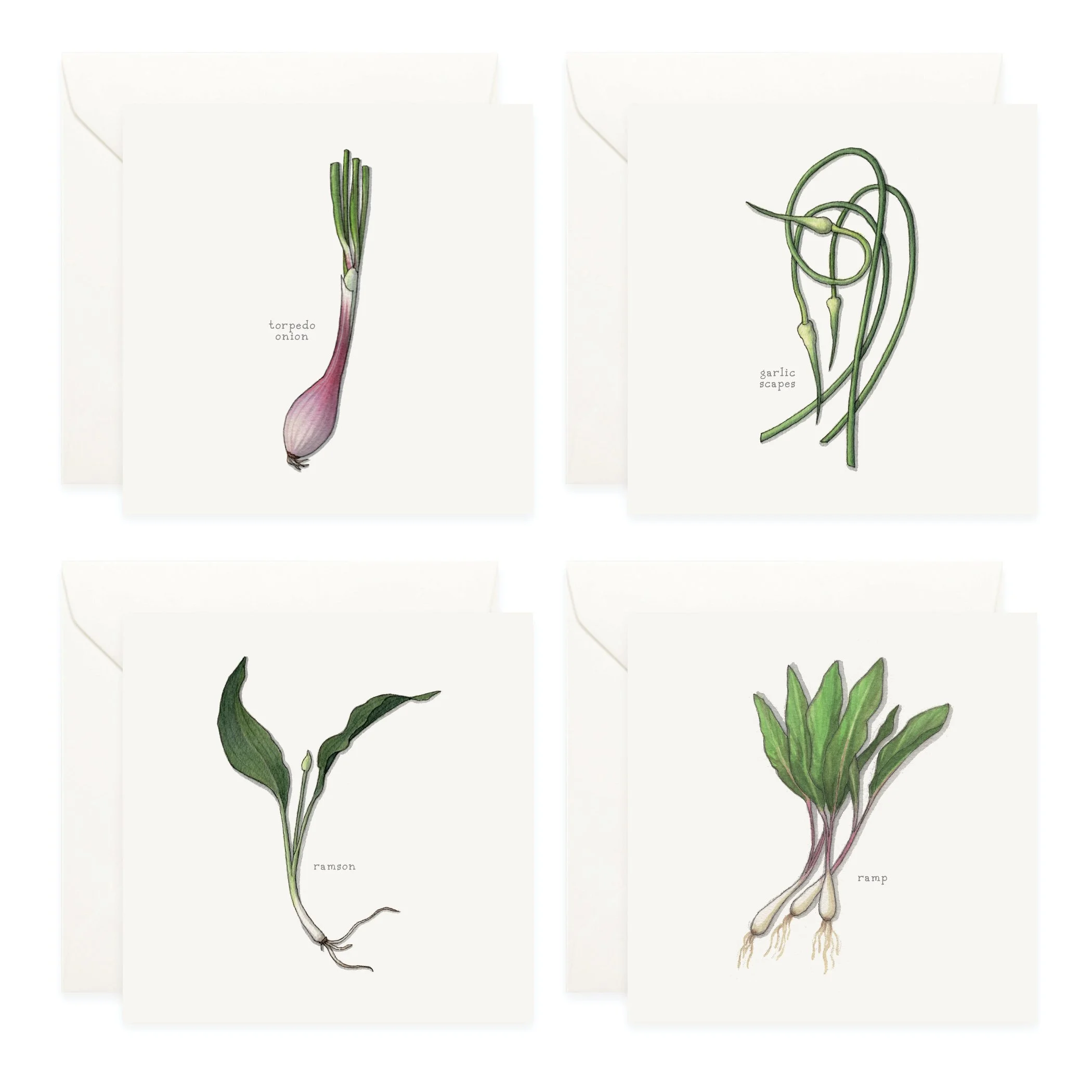 Shop_Box Set_Alliums5.jpg