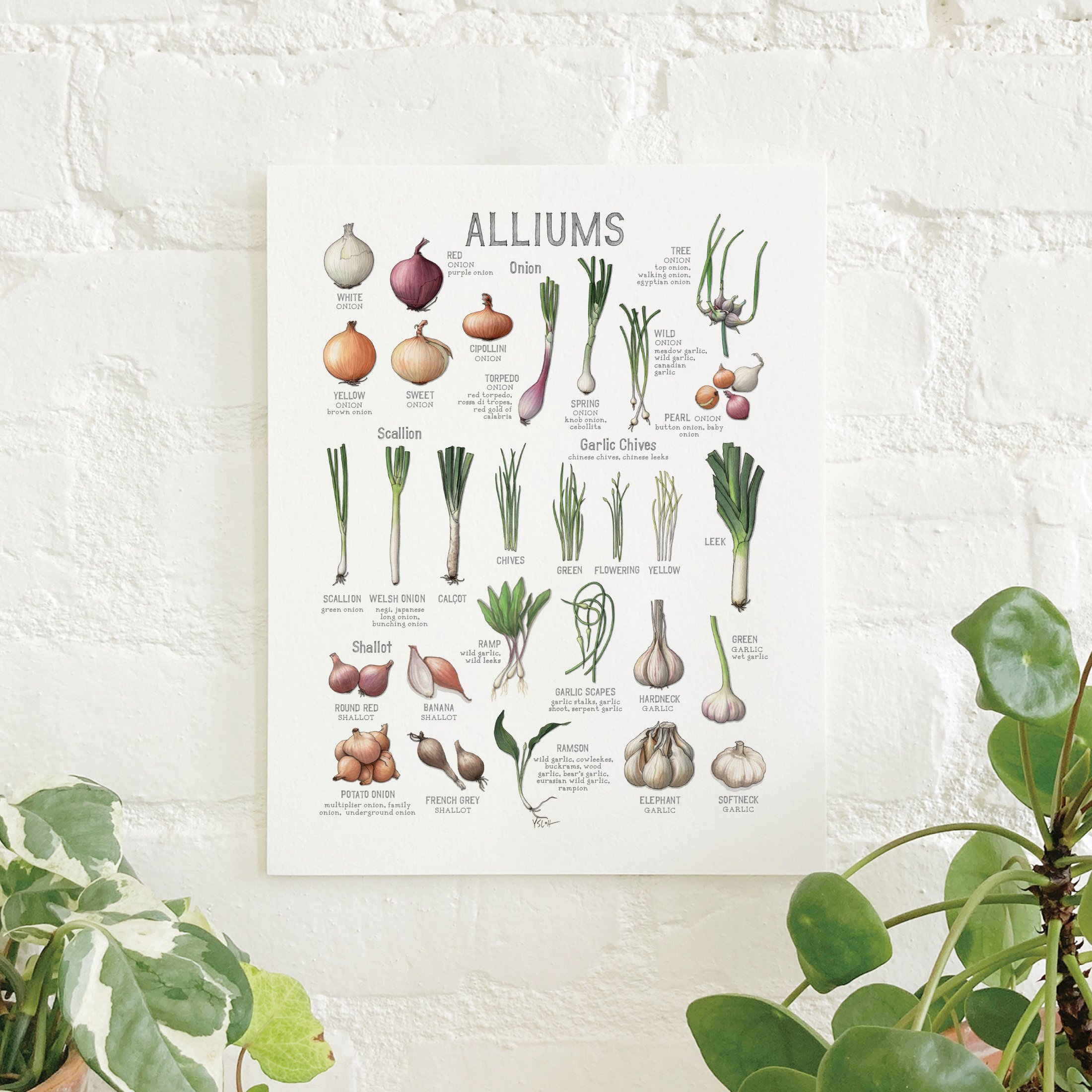 Shop_Prints_8.5x11_Alliums.jpg