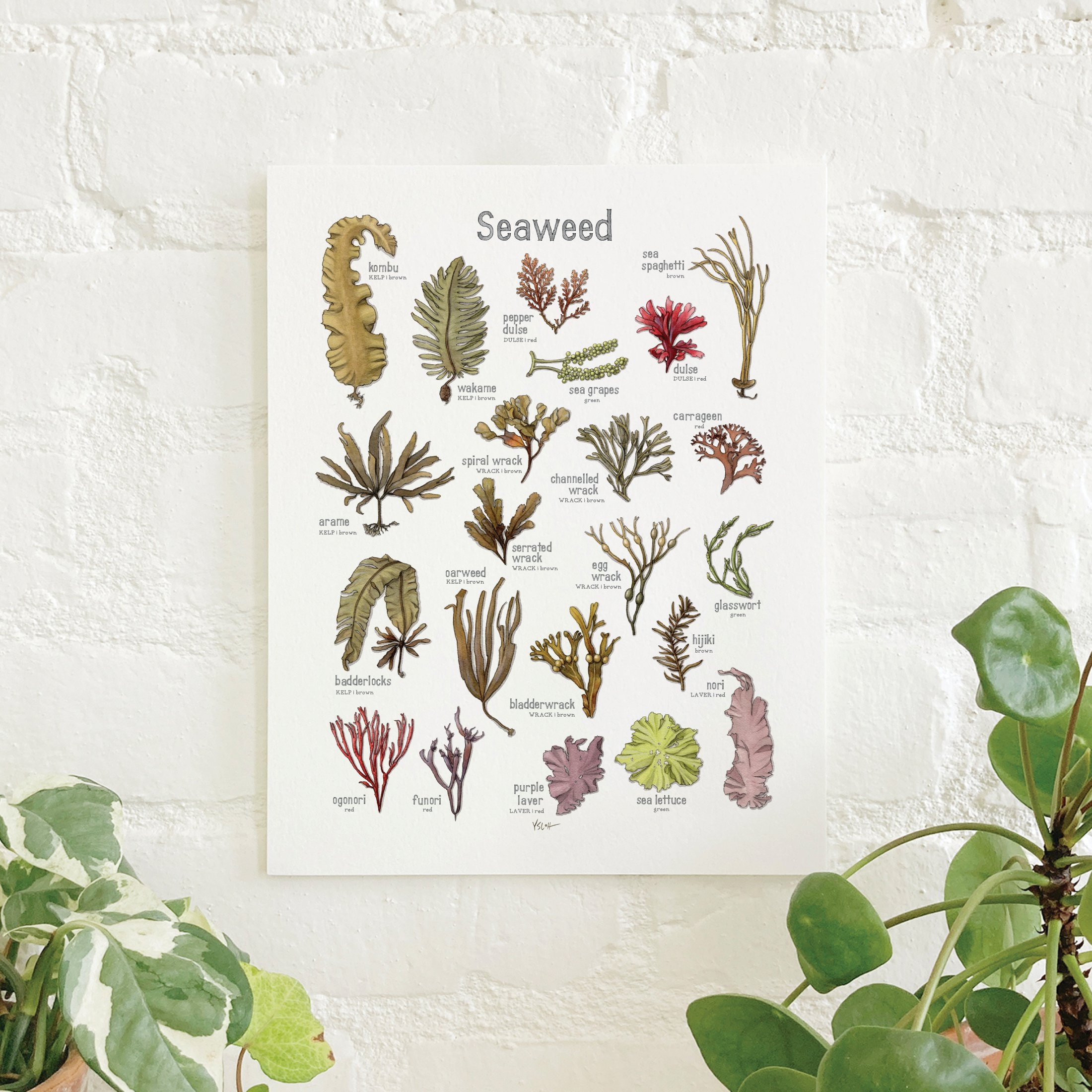 Shop_Prints_8.5x11_Seaweed.jpg