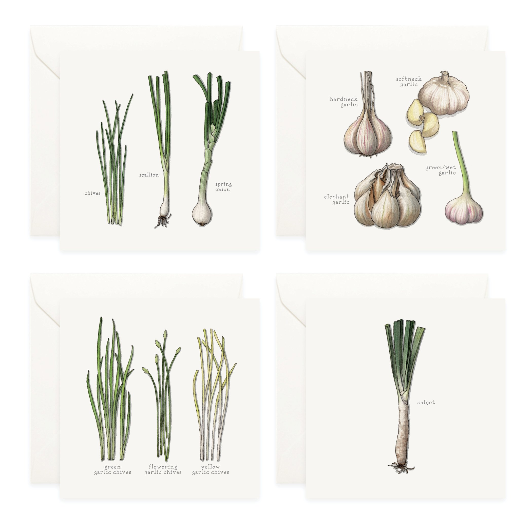 Shop_Box Set_Alliums4.jpg