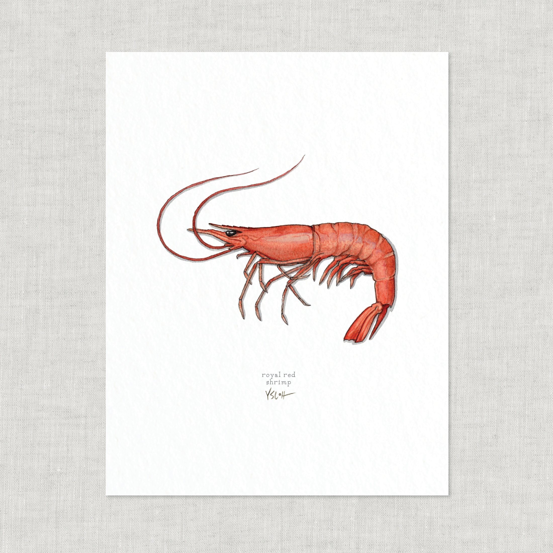 Shop_Cover_8.5x11_Shrimp9.jpg