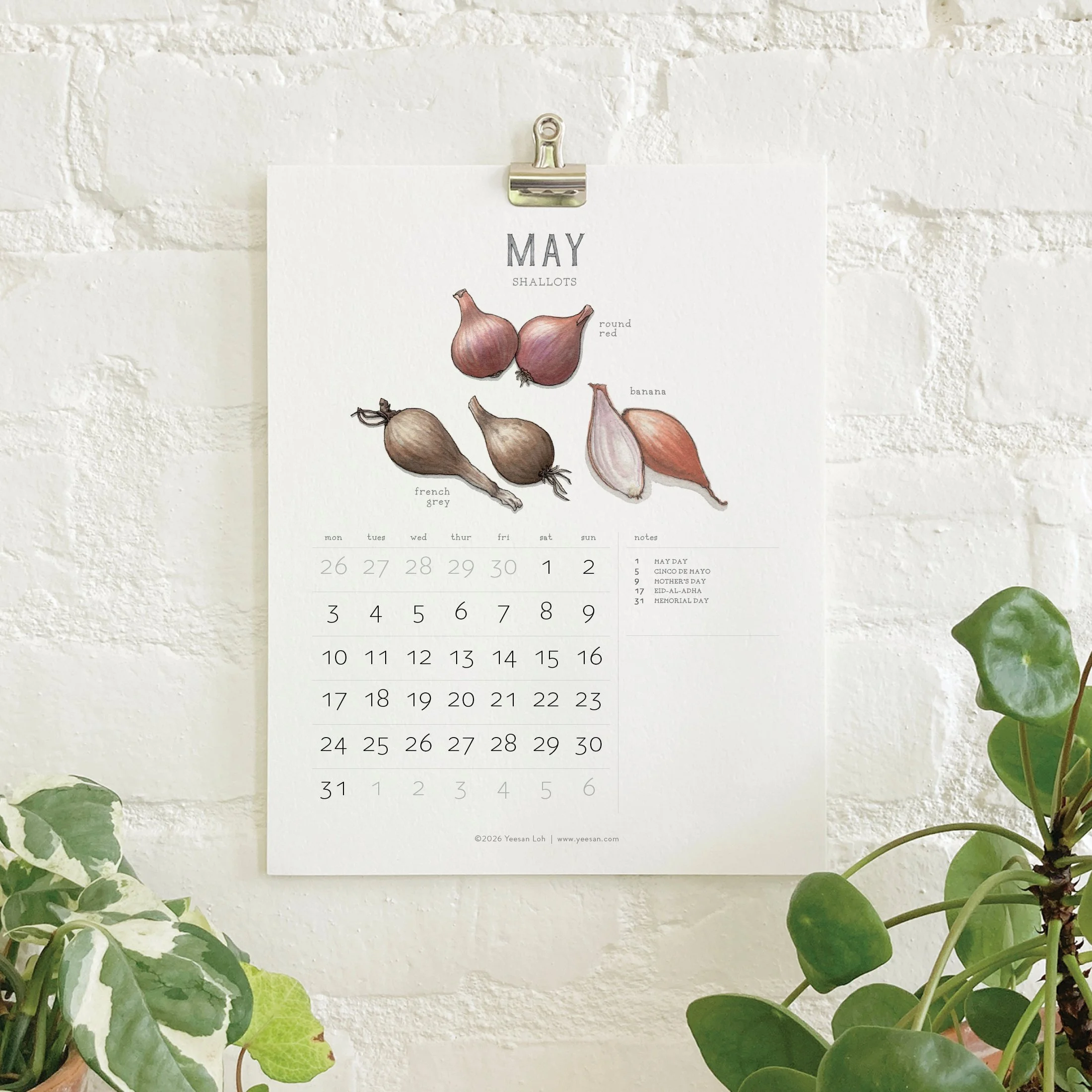 2027_shop_CAL_Alliums7.jpg