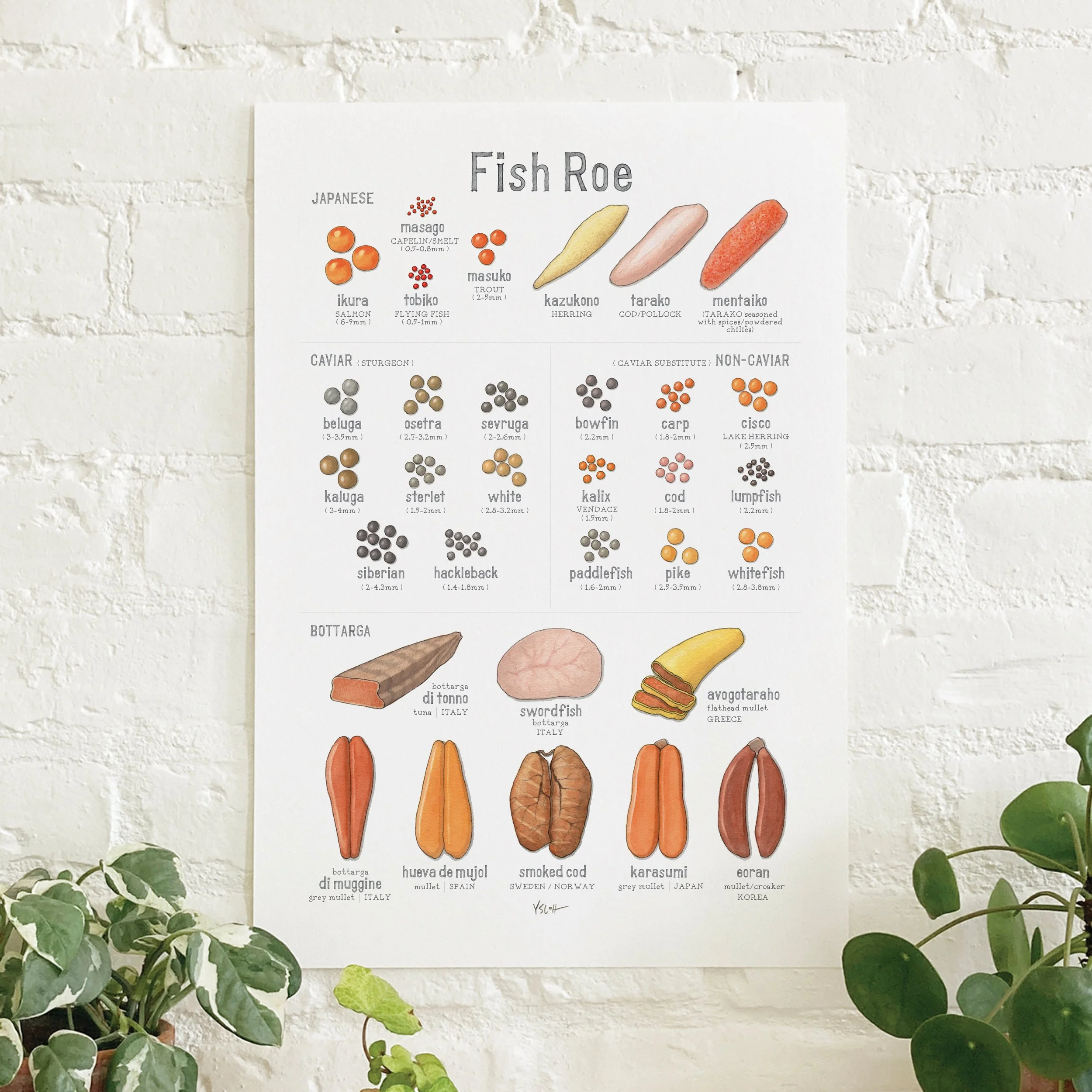 Shop_Poster_13x19_Fish Roe.jpg