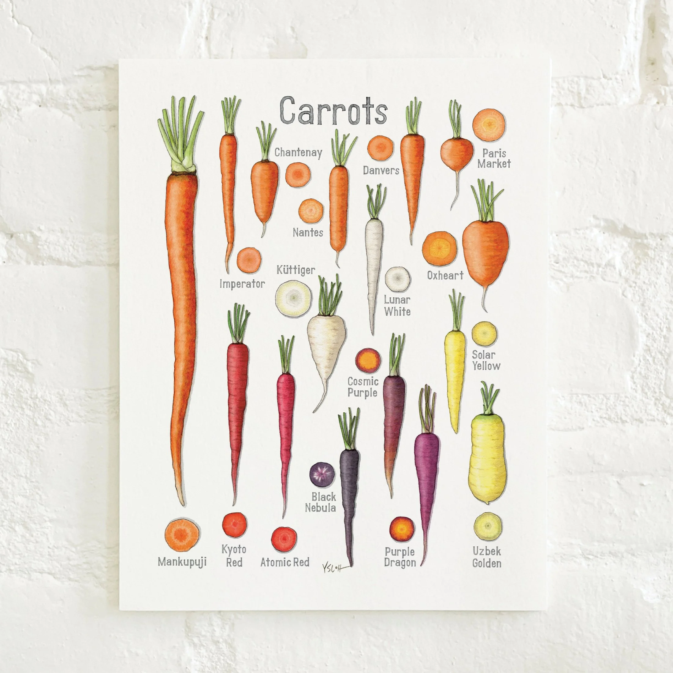 Shop_Prints_8.5x11_Carrots2.jpg