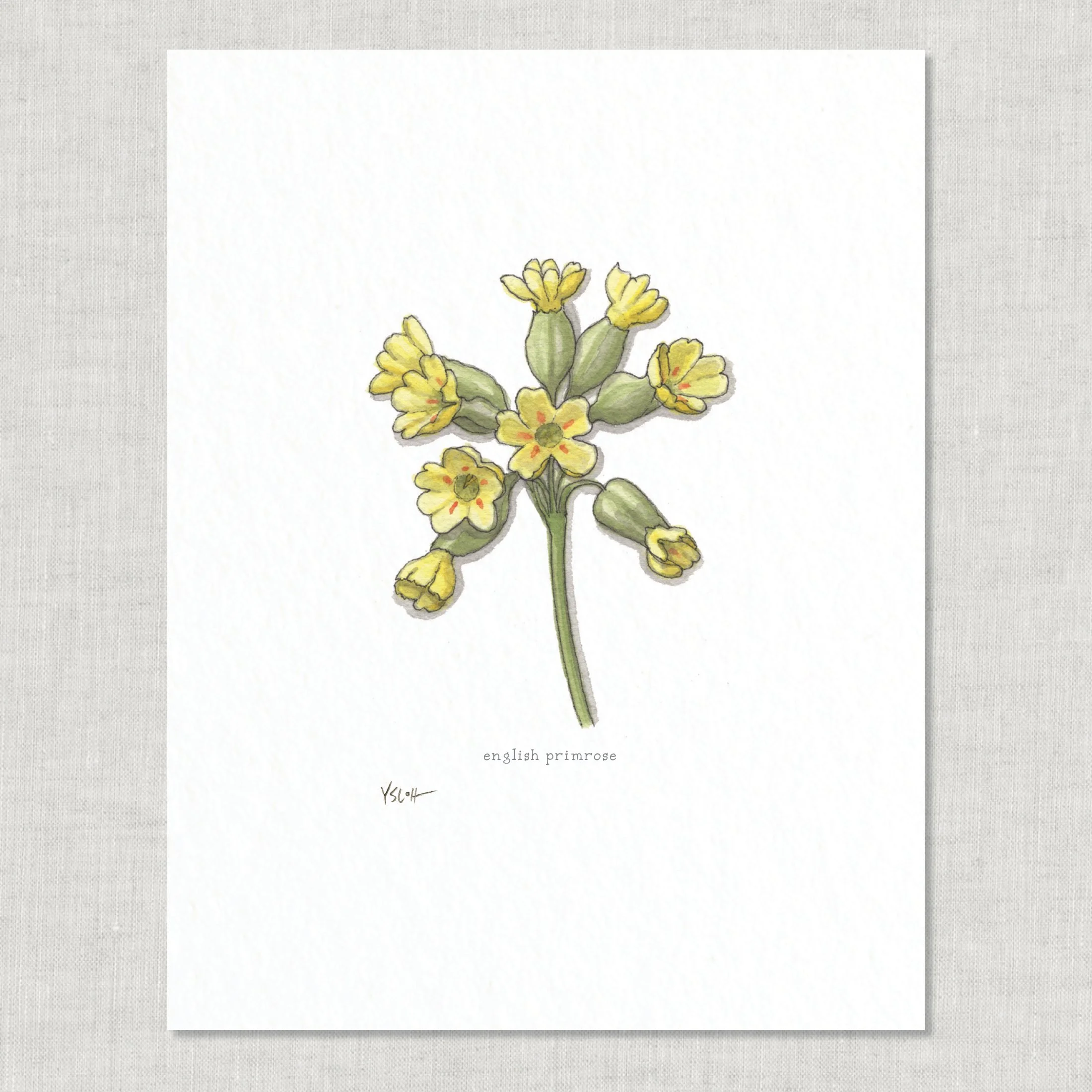 Shop_8.5x11_print_Edible Flowers22.jpg