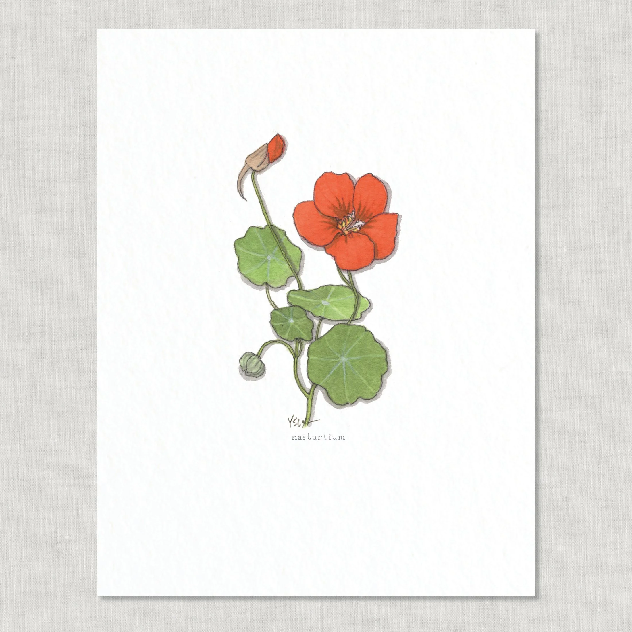 Shop_8.5x11_print_Edible Flowers20.jpg