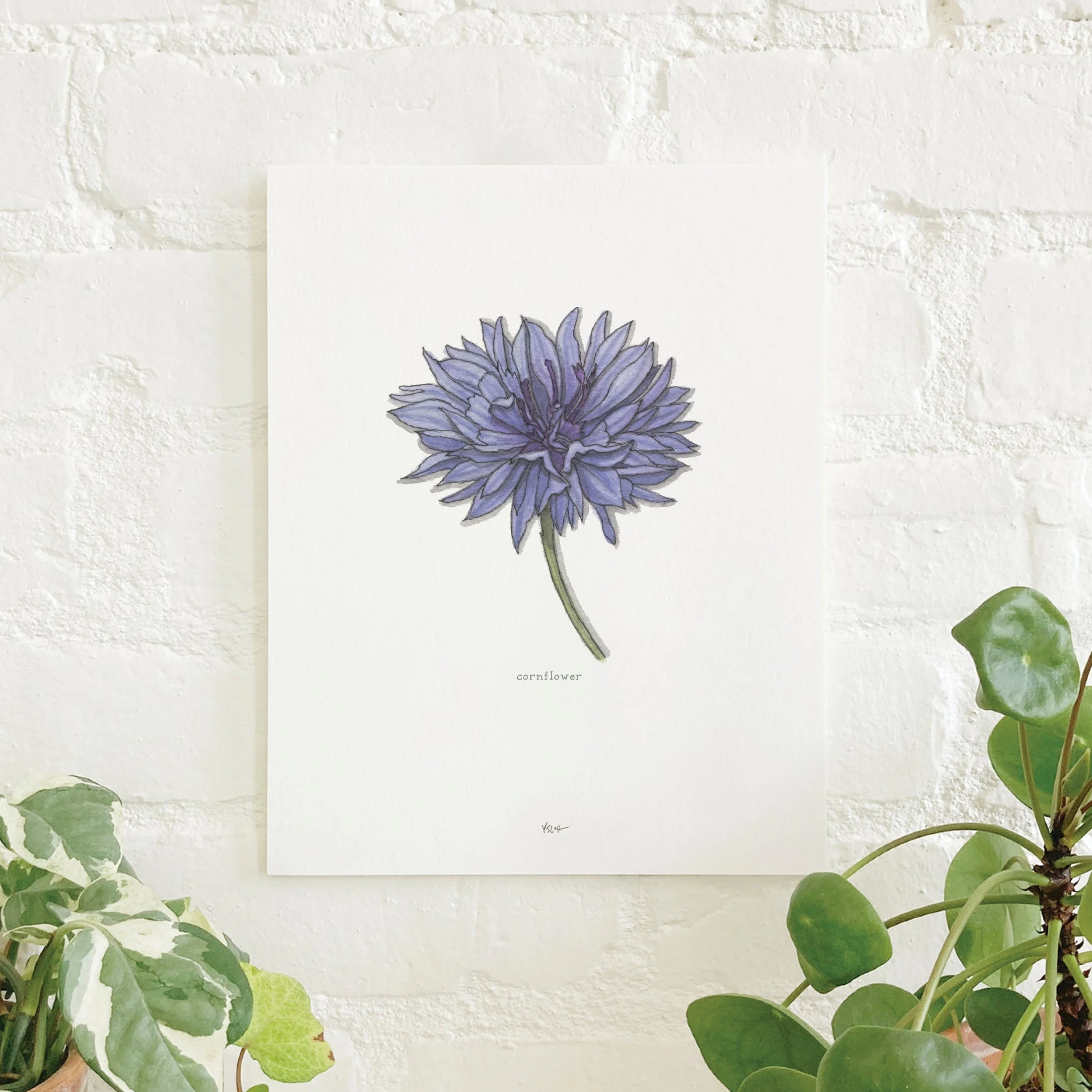 Edible Flowers 01 | 8.5"x11" Print