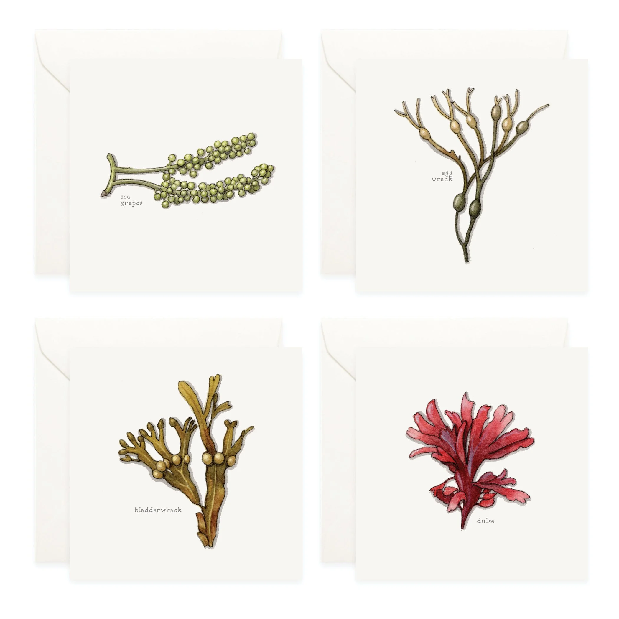 Shop_Box Set_Seaweed4.jpg