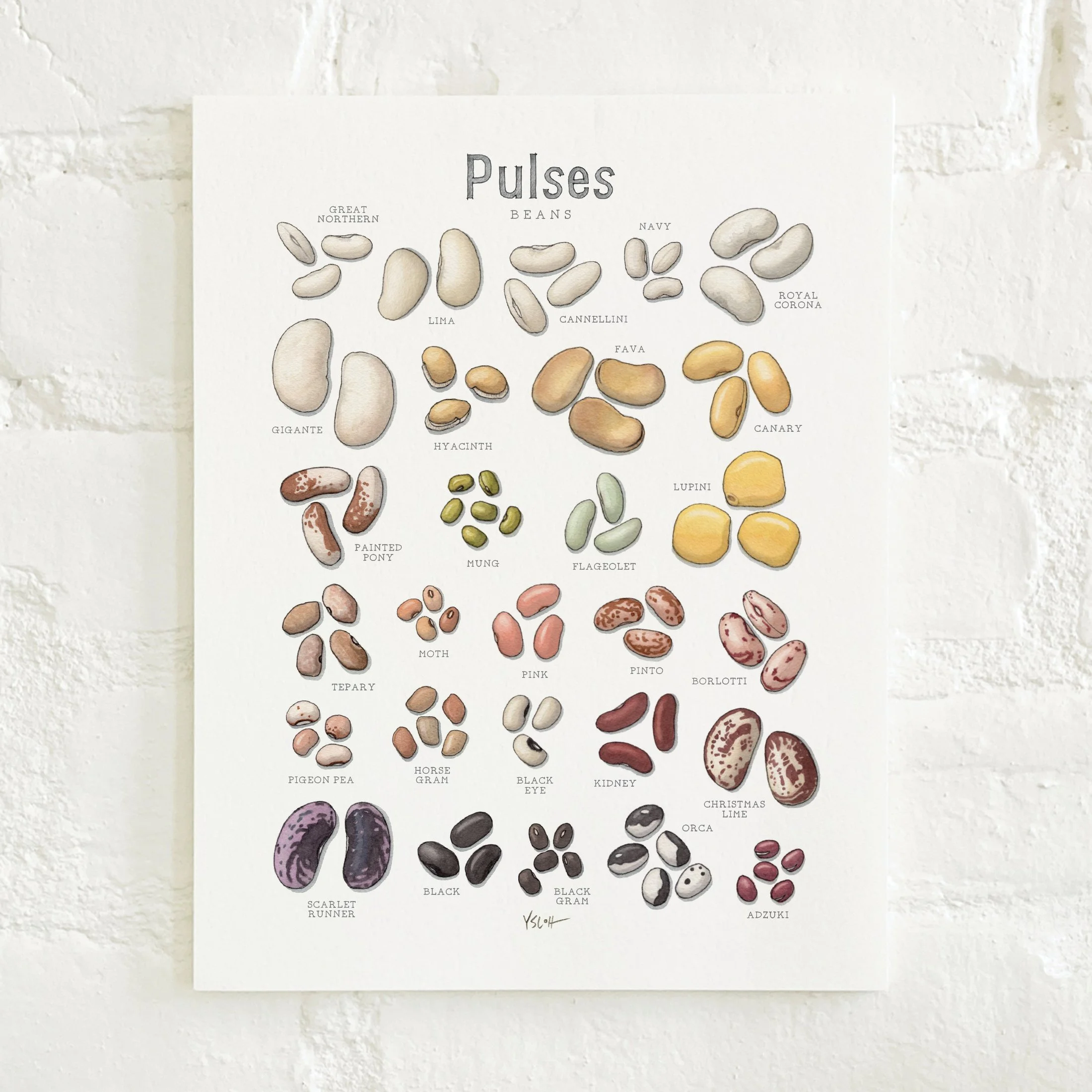 Shop_Prints_8.5x11_Pulses2.jpg
