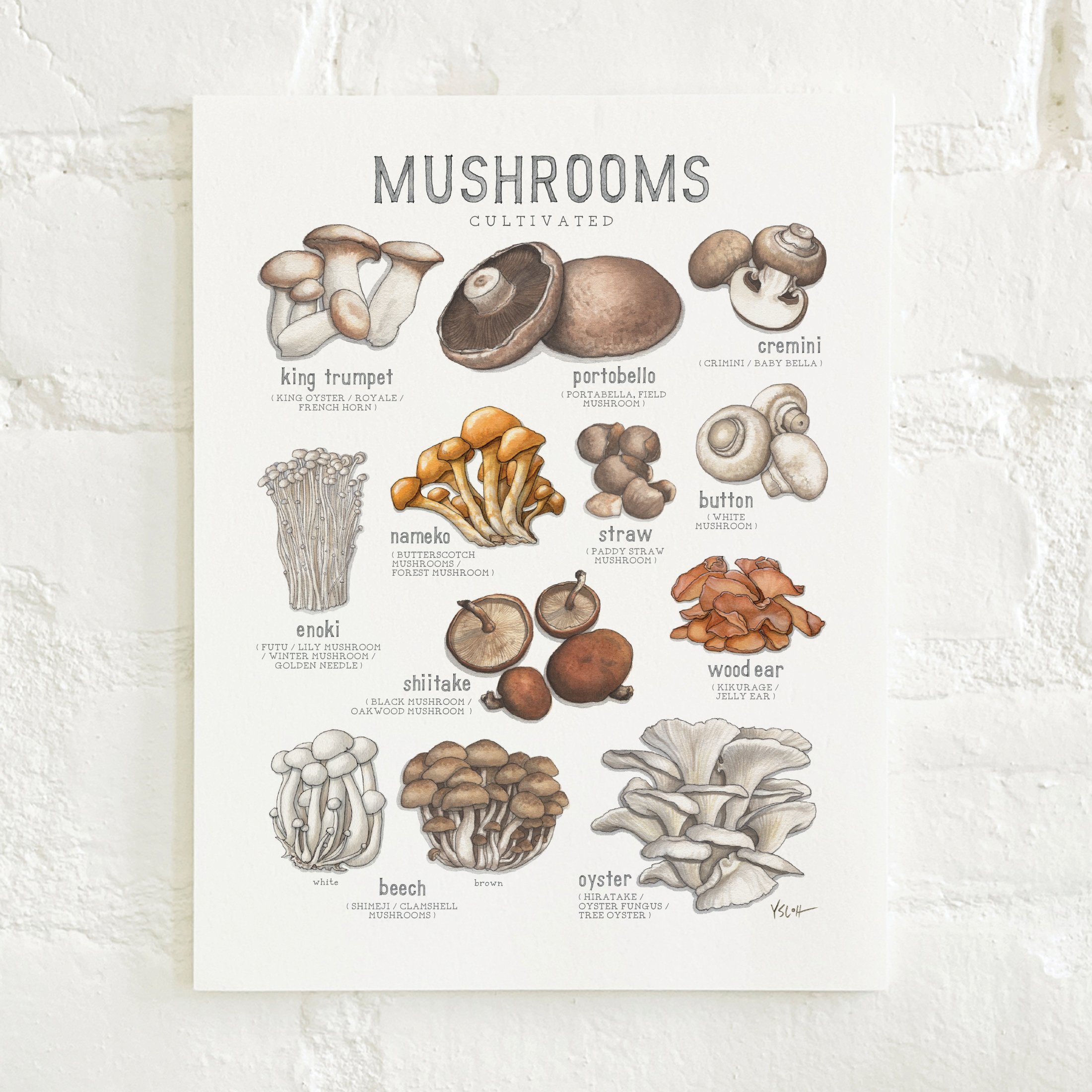 Shop_Prints_8.5x11_Mushrooms2.jpg