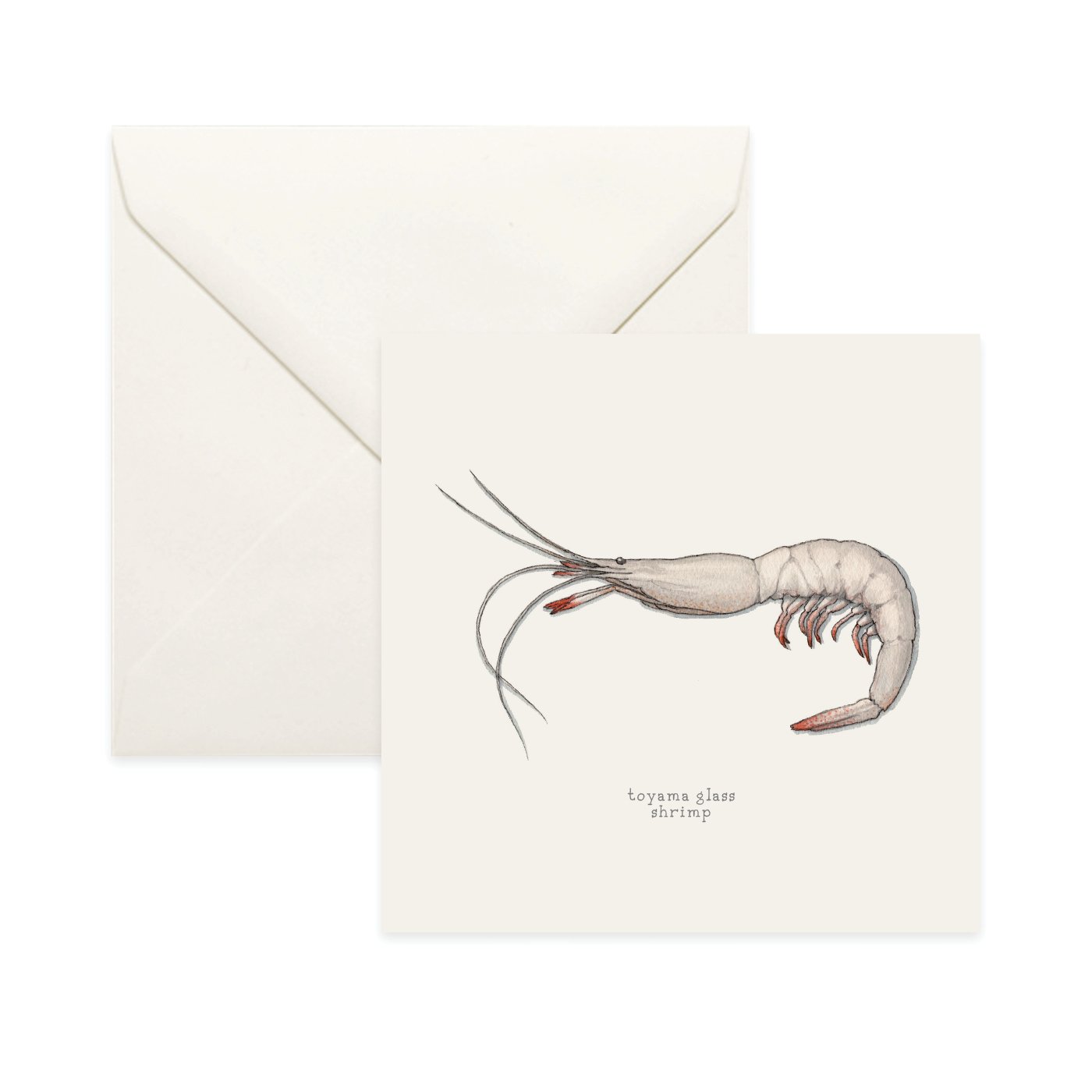 Shop_Card_Shrimp14.jpg