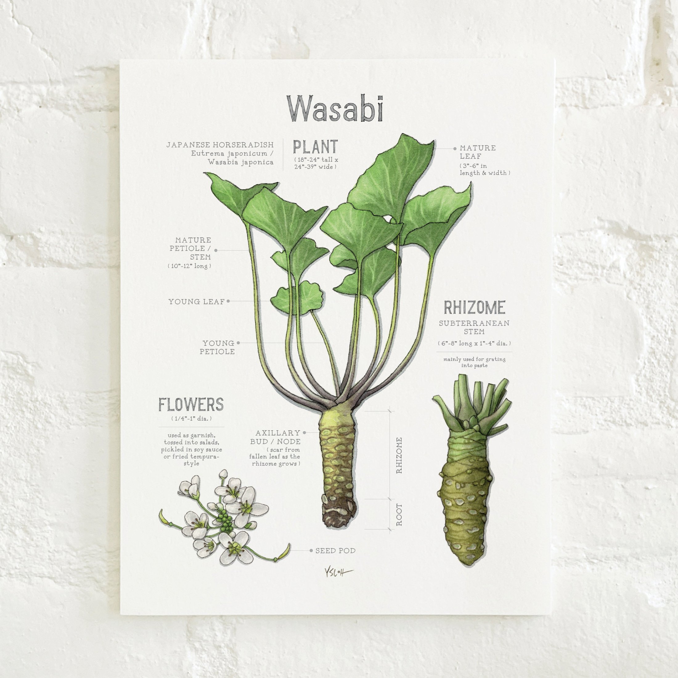 Shop_Prints_8.5x11_Wasabi2.jpg