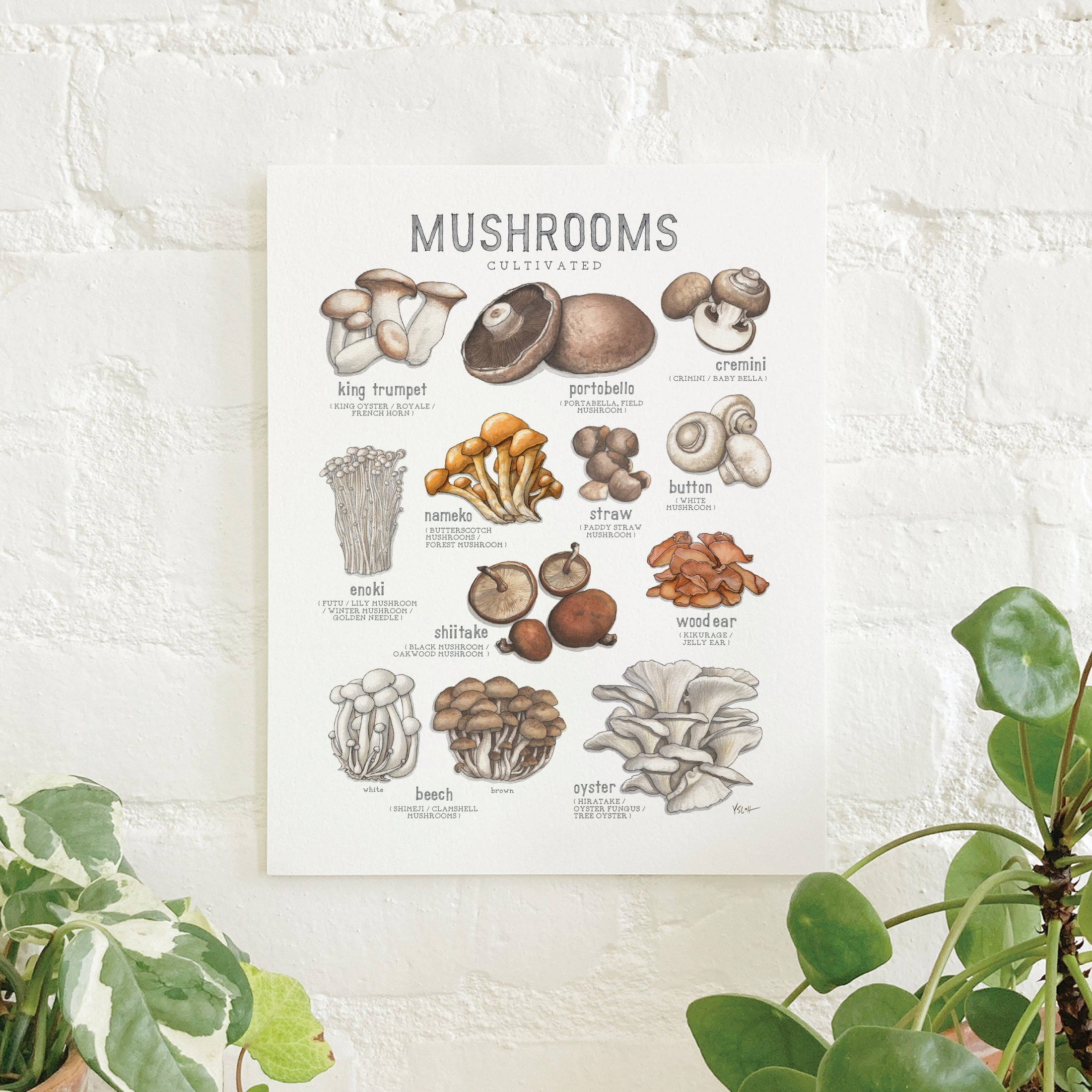 Shop_Prints_8.5x11_Mushrooms.jpg