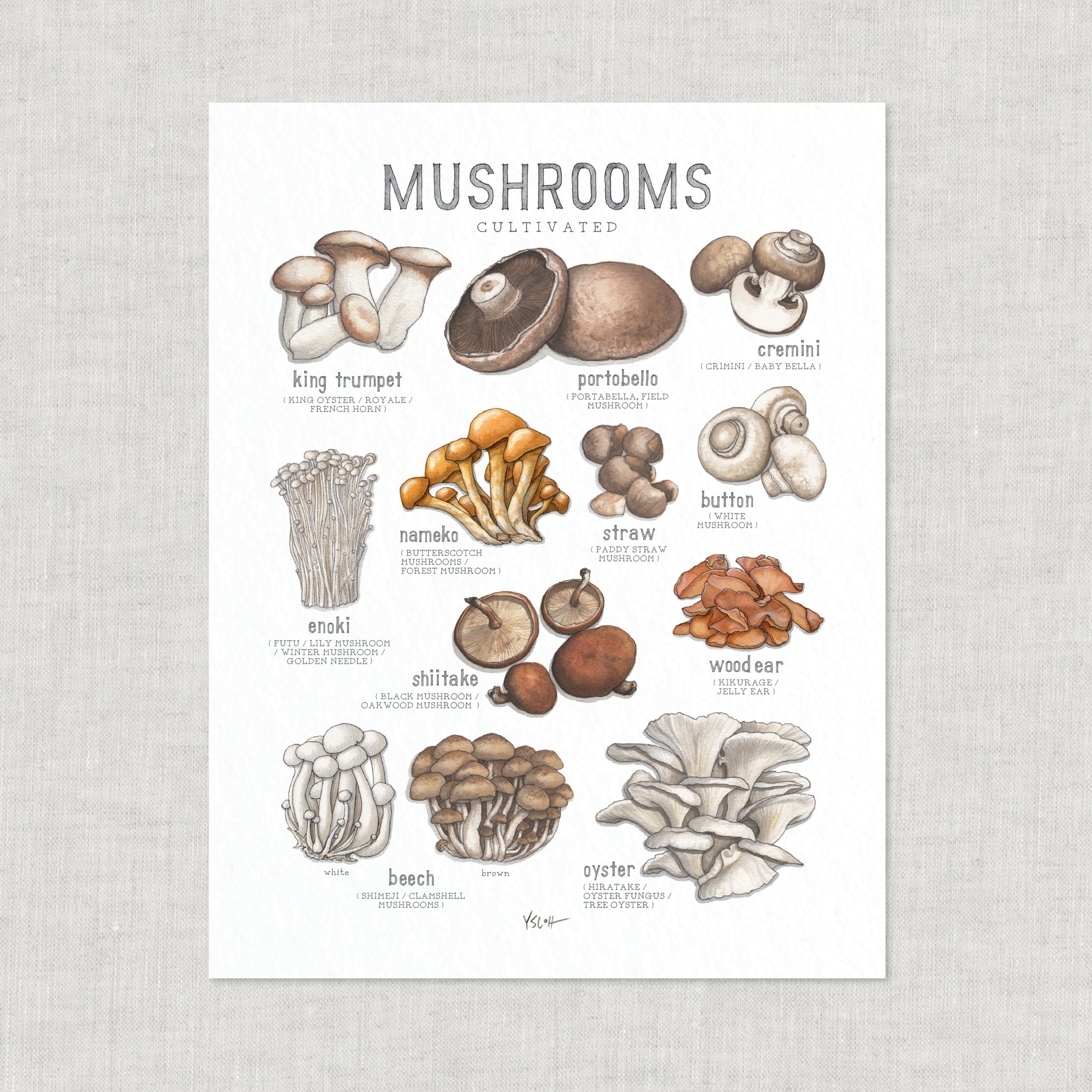 Shop_Prints_8.5x11_Mushrooms3.jpg