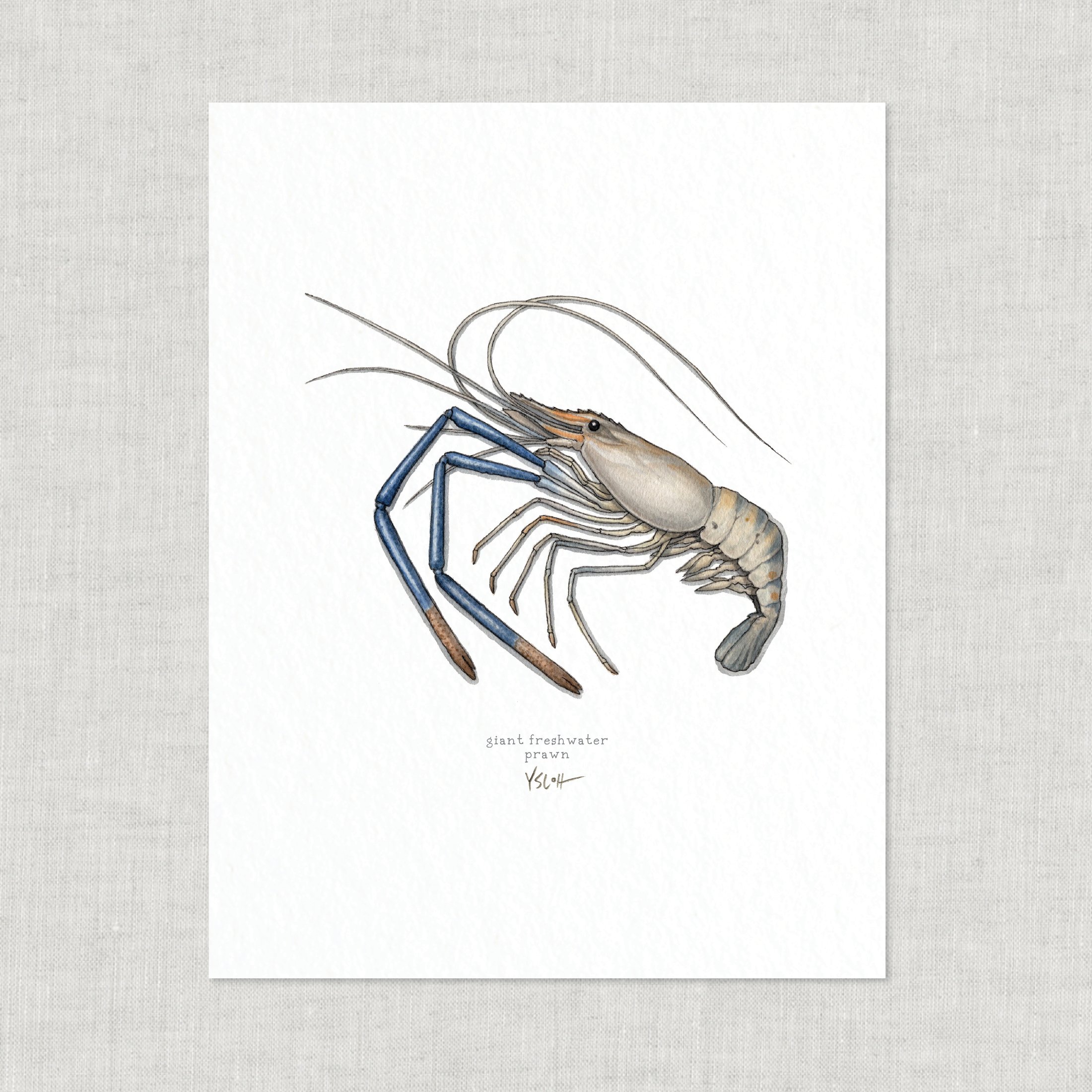 Shop_Cover_8.5x11_Shrimp12.jpg