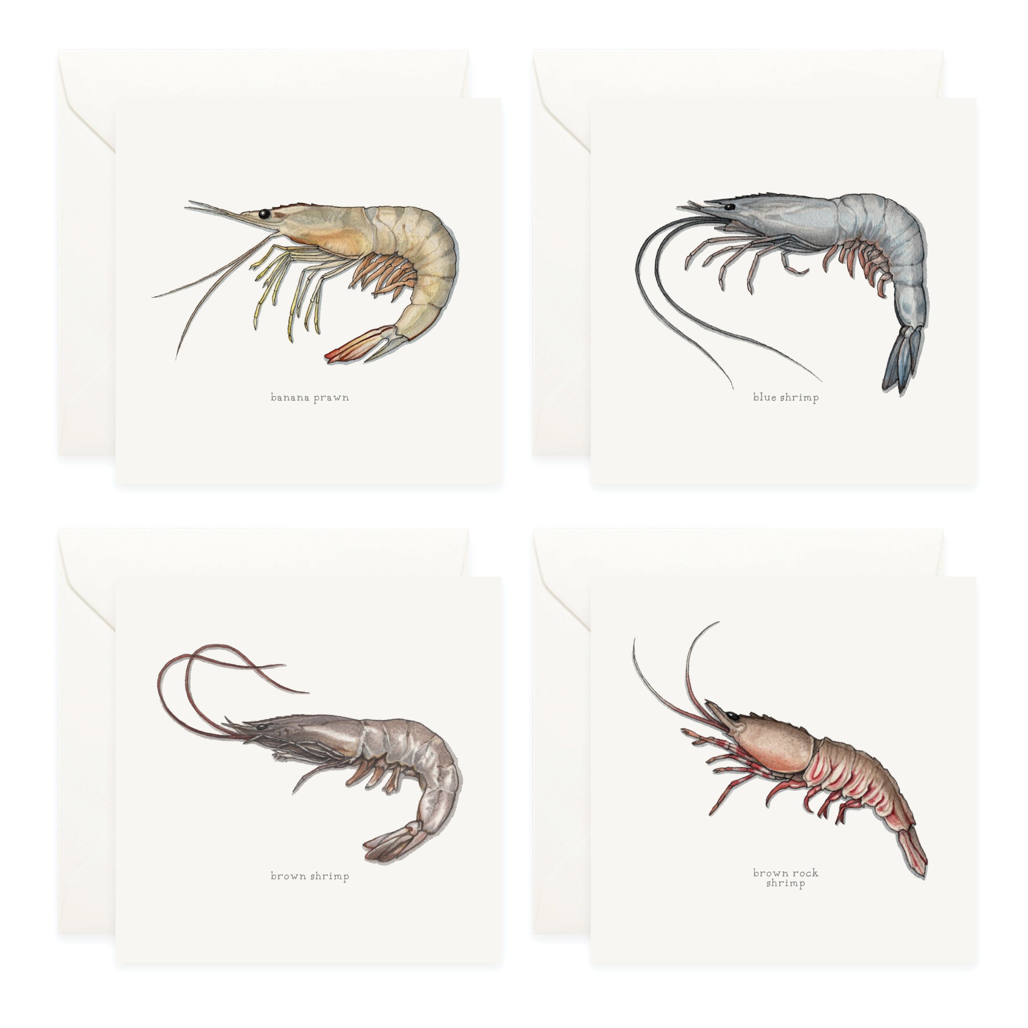 Shop_Box Set_Shrimp & Prawn3.jpg