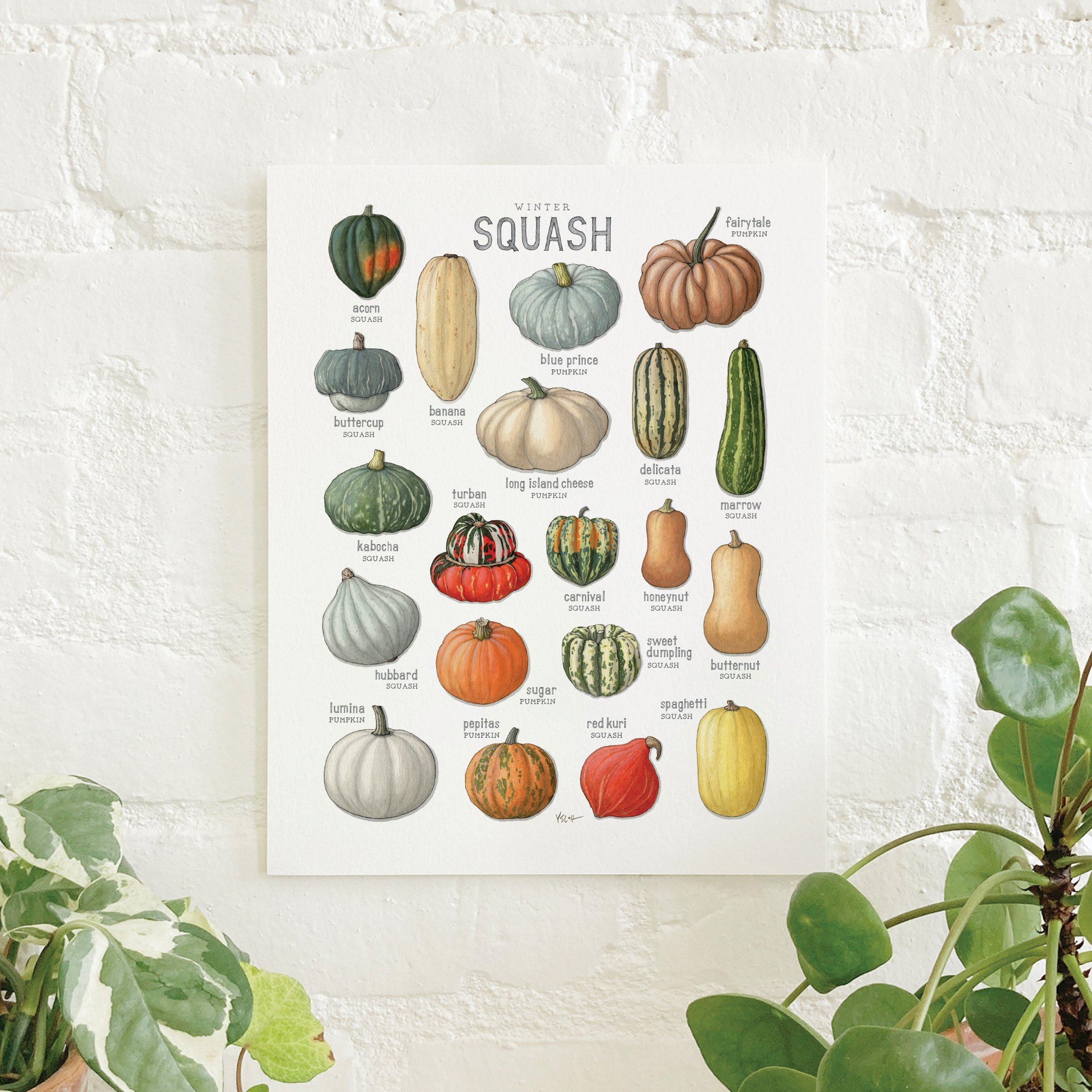 Shop_Prints_8.5x11_Squash_Winter.jpg